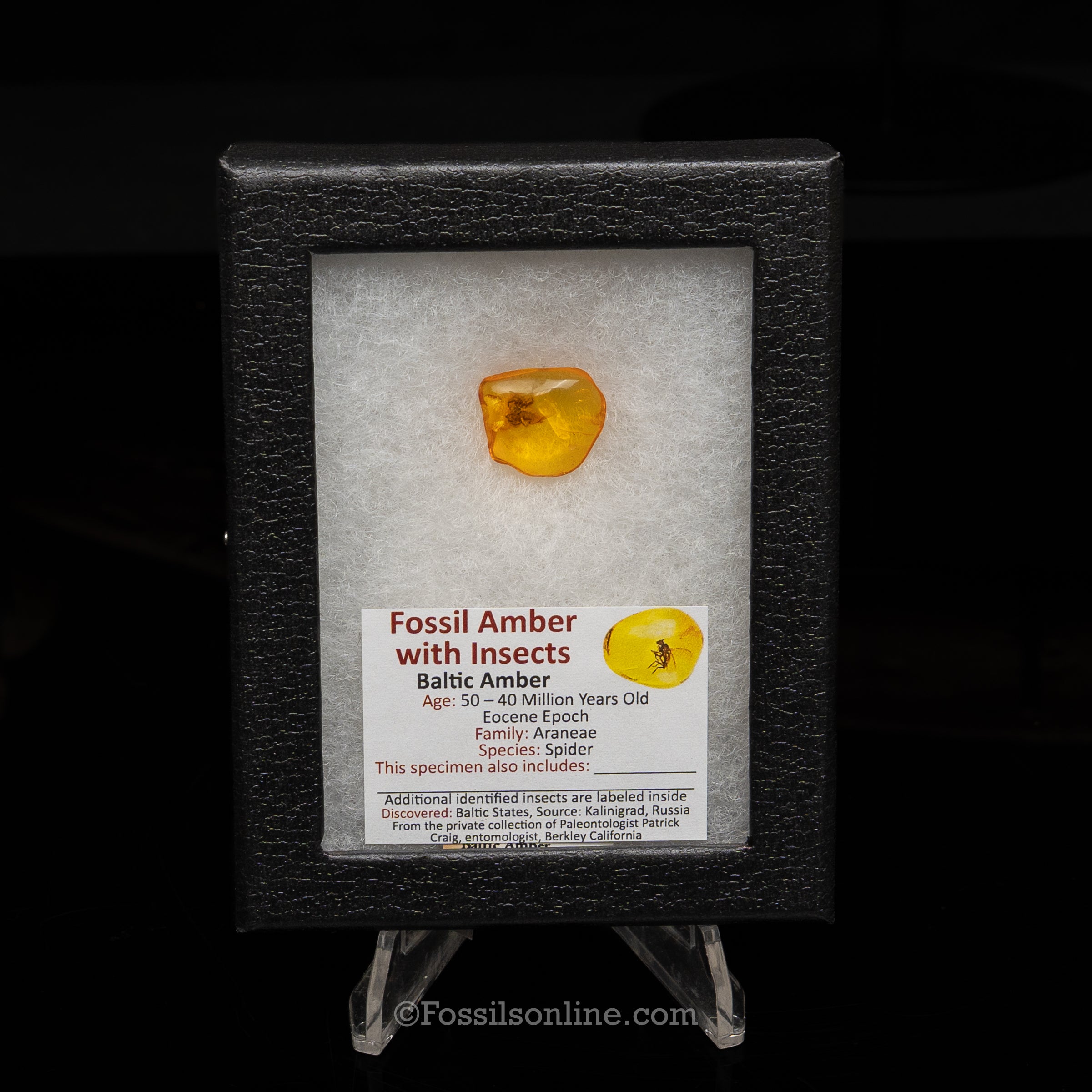 Dinosaur Age Amber with a Spider (Araneae)
