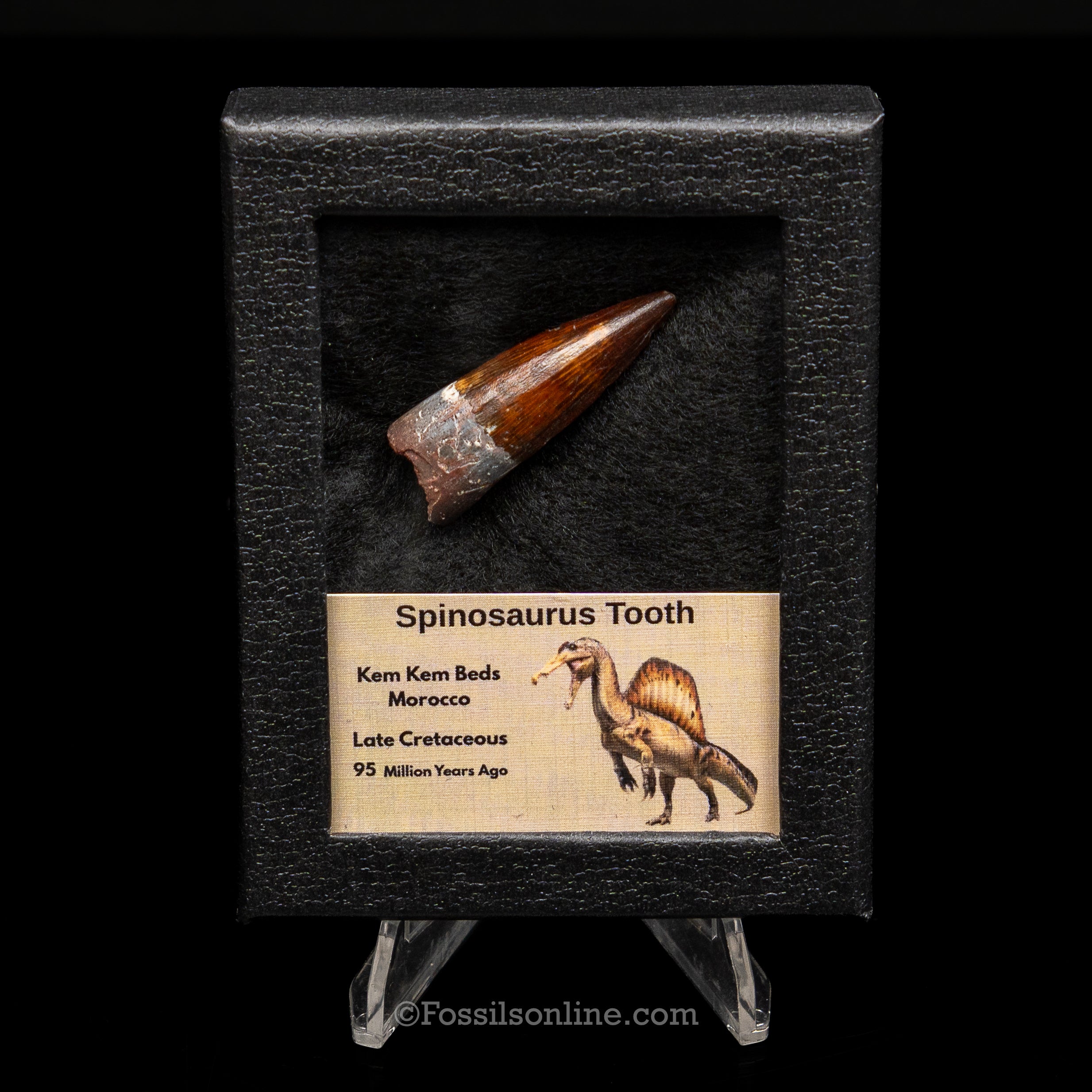 Premium Spinosaurus Dinosaur Tooth Sm Case
