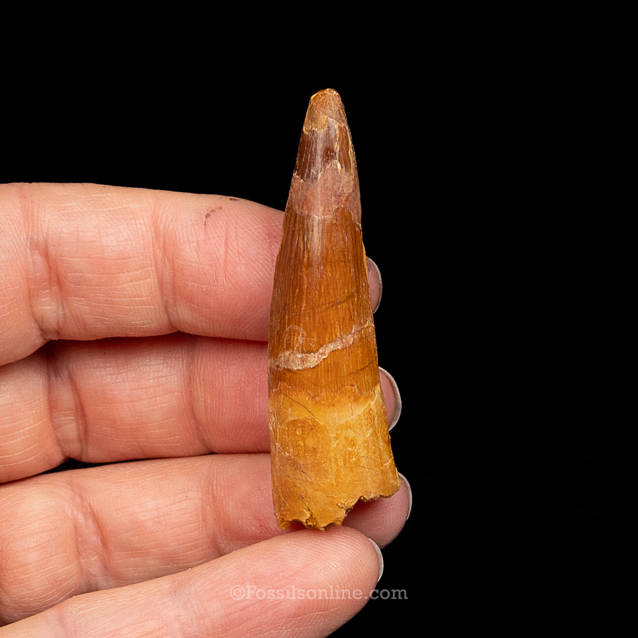Spinosaurus Dinosaur Tooth Med Case