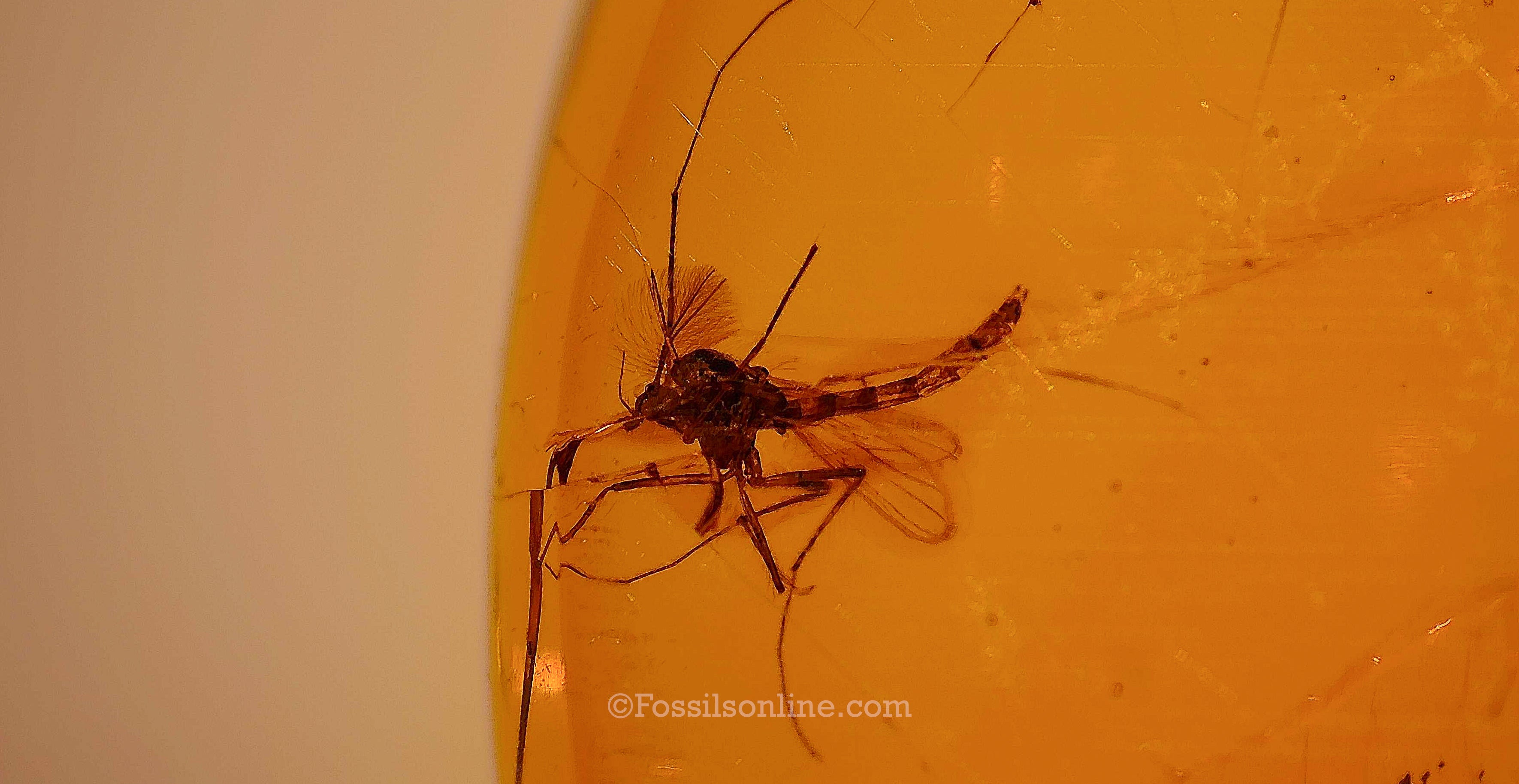 Dinosaur Age Amber with a Male Mosquito