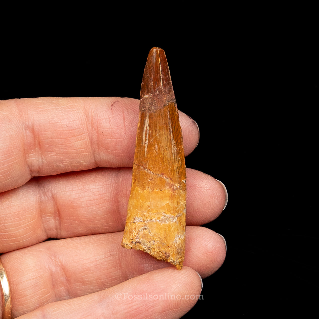 Spinosaurus Dinosaur Tooth Med Case