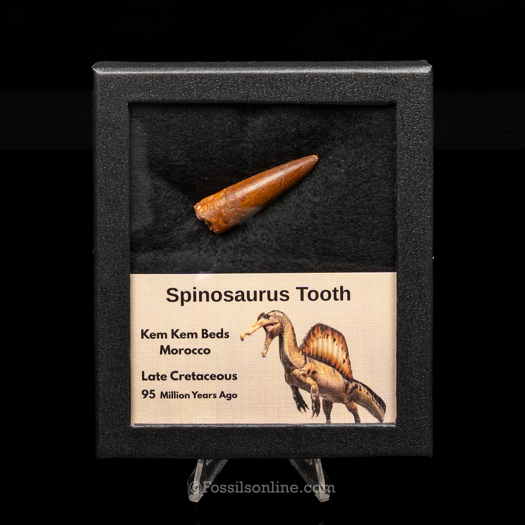 Spinosaurus Dinosaur Tooth Med Case