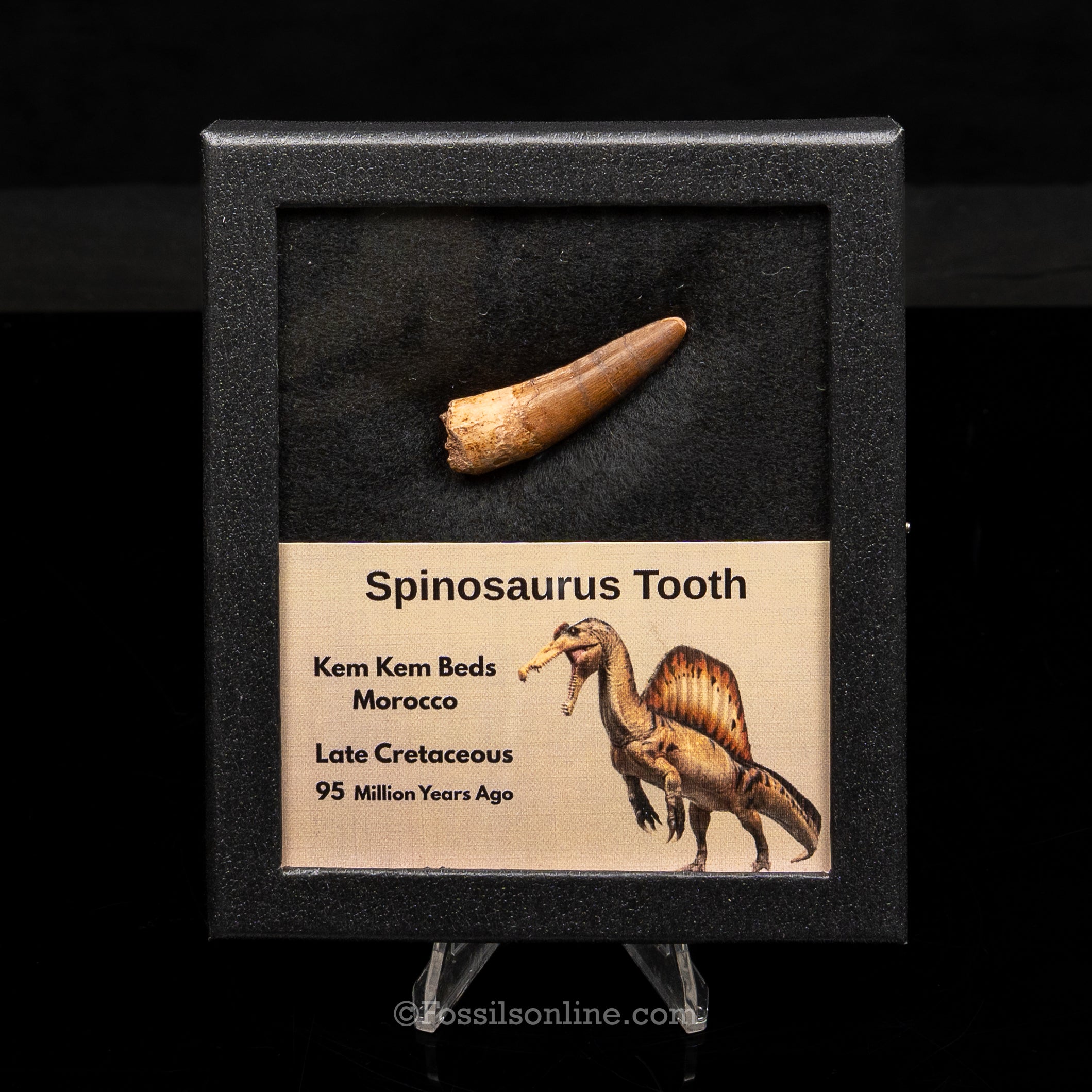 Spinosaurus Dinosaur Tooth Med Case