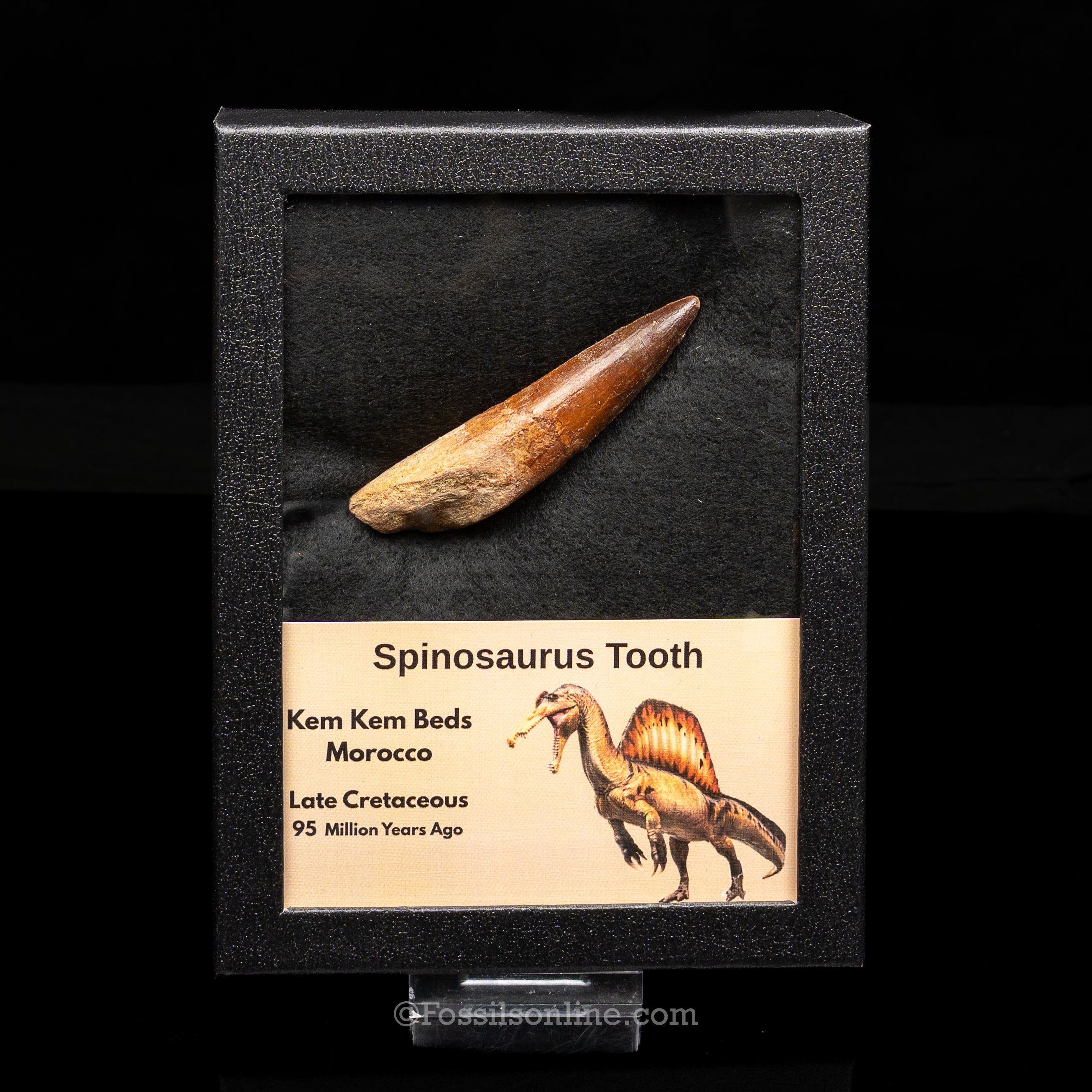 Spinosaurus Dinosaur Tooth Lg Case