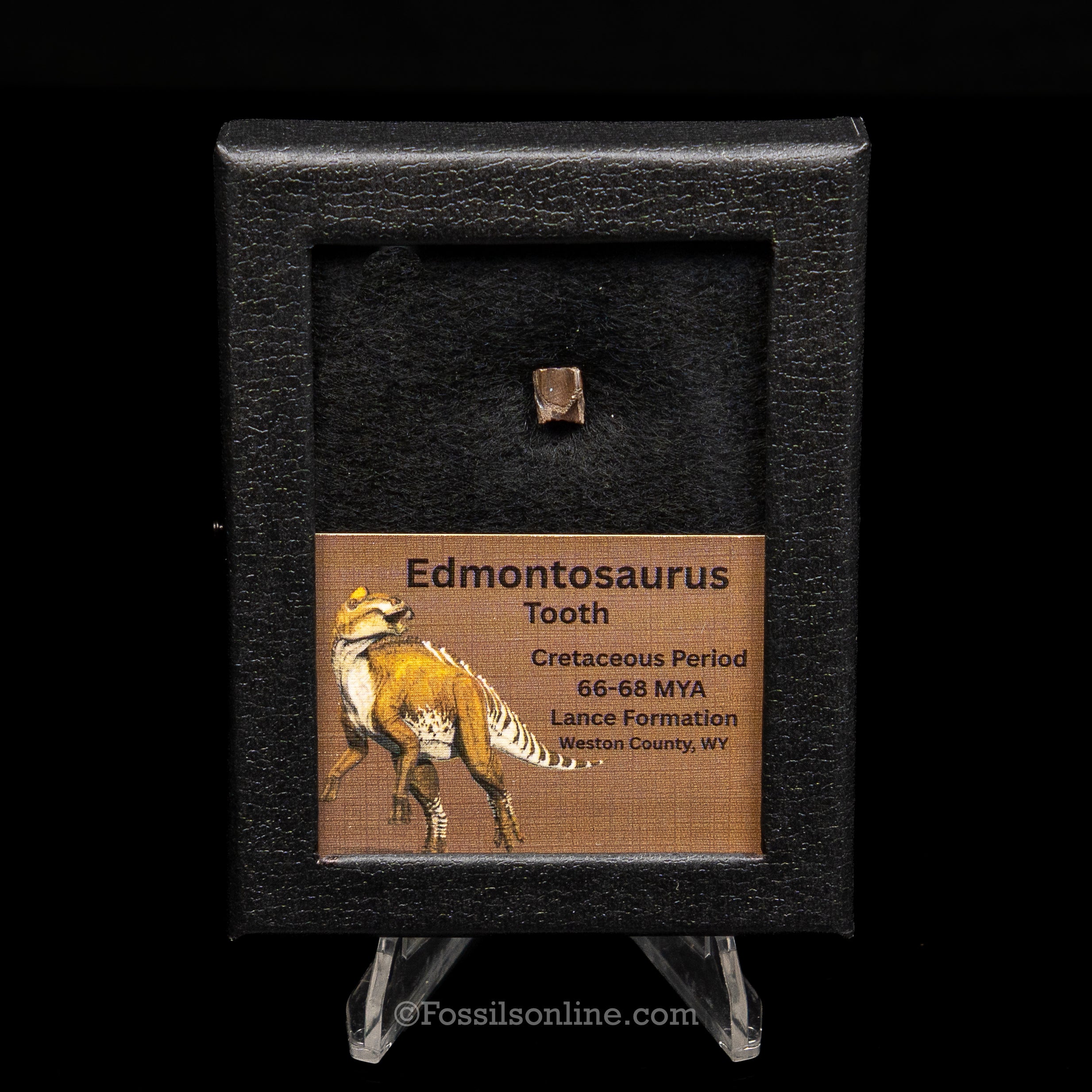 Edmontosaurus Tooth Sm Case