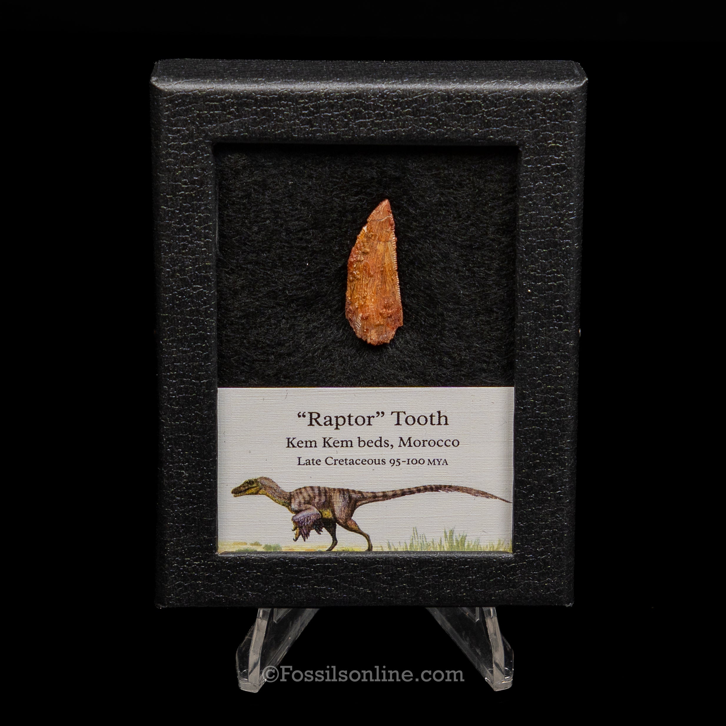 Choice Theropod Dinosaur Tooth "Raptor" in a sm display case