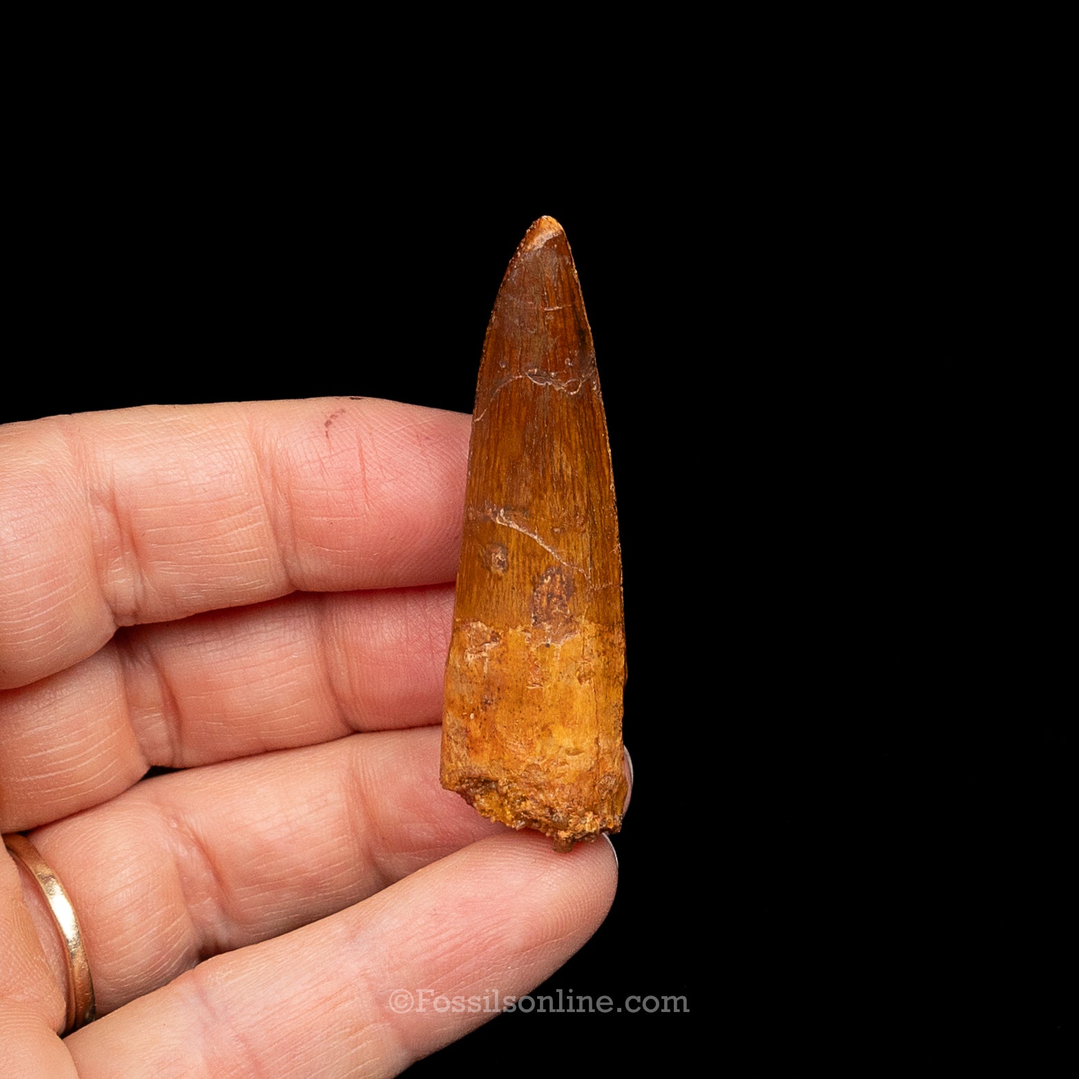 Spinosaurus Dinosaur Tooth Med Case