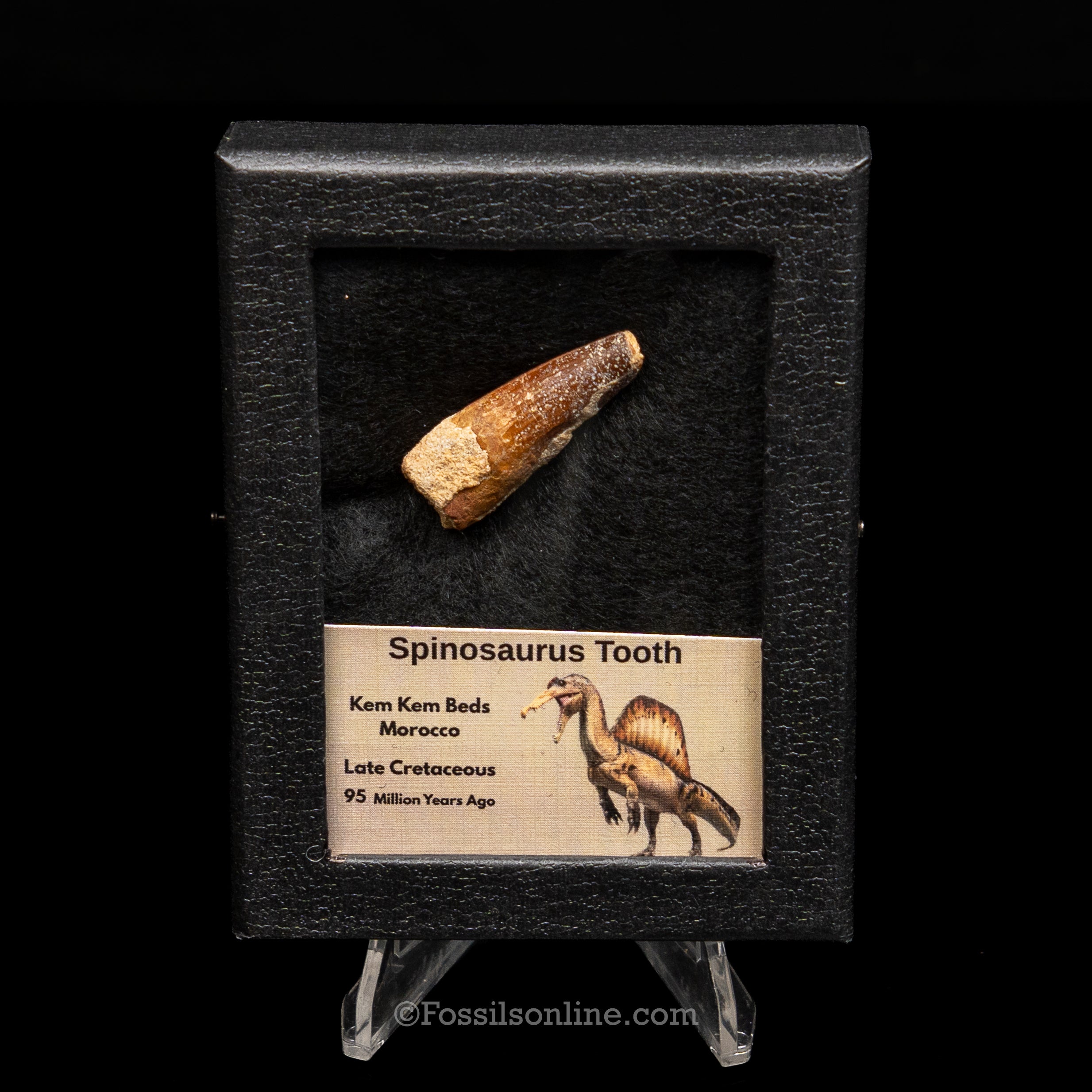 Spinosaurus Dinosaur Tooth Sm Case