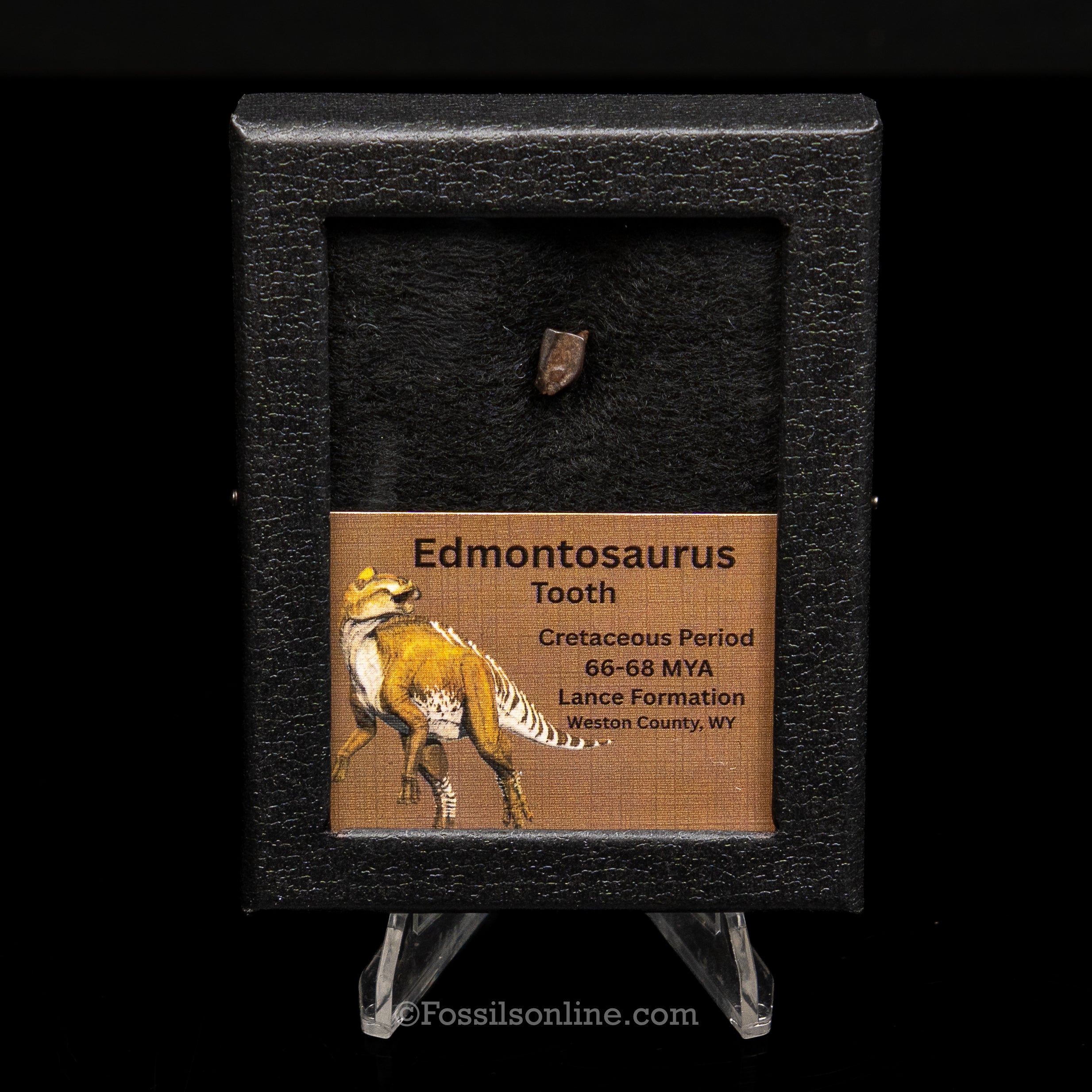 Edmontosaurus Tooth Sm Case