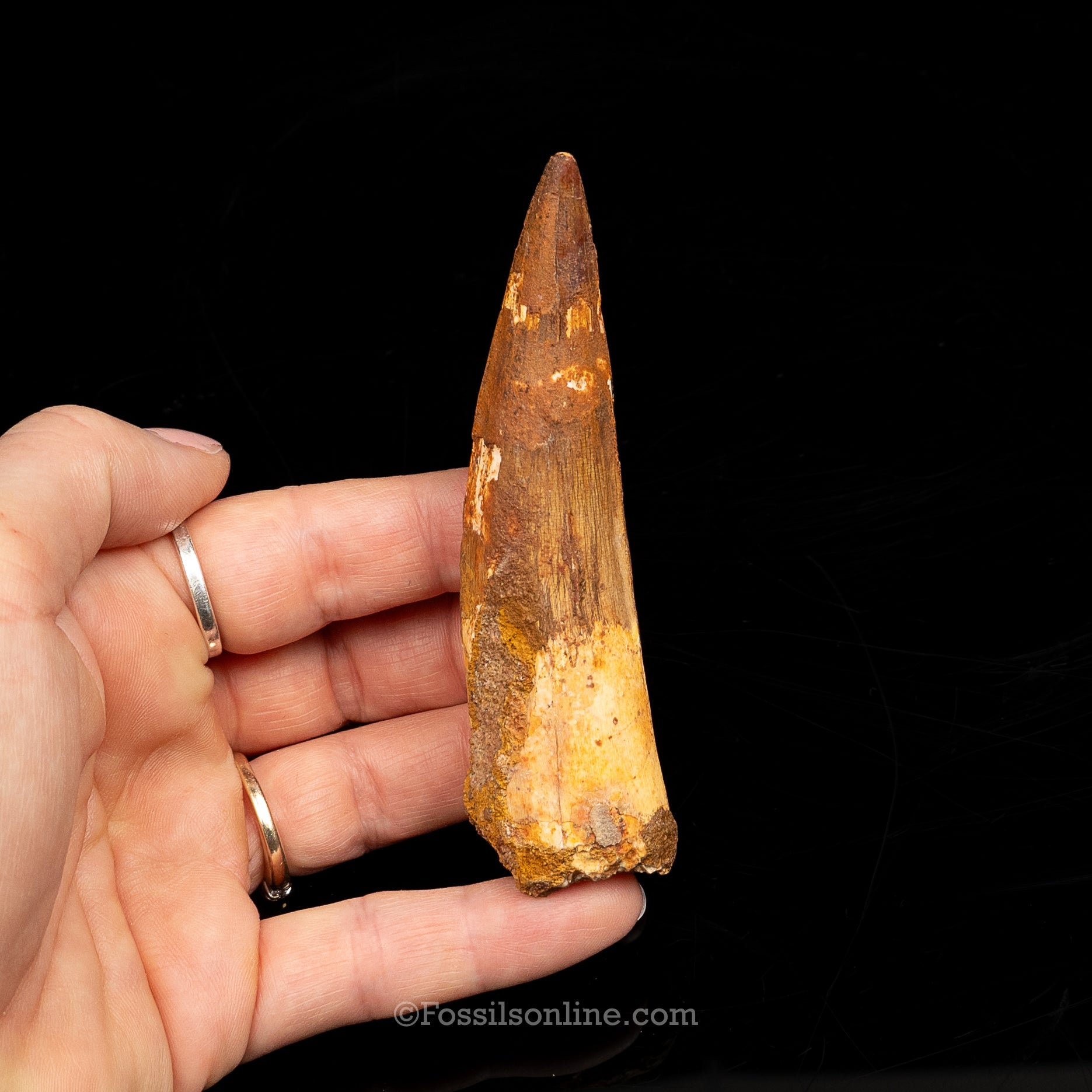 Spinosaurus Dinosaur Tooth Lg Case
