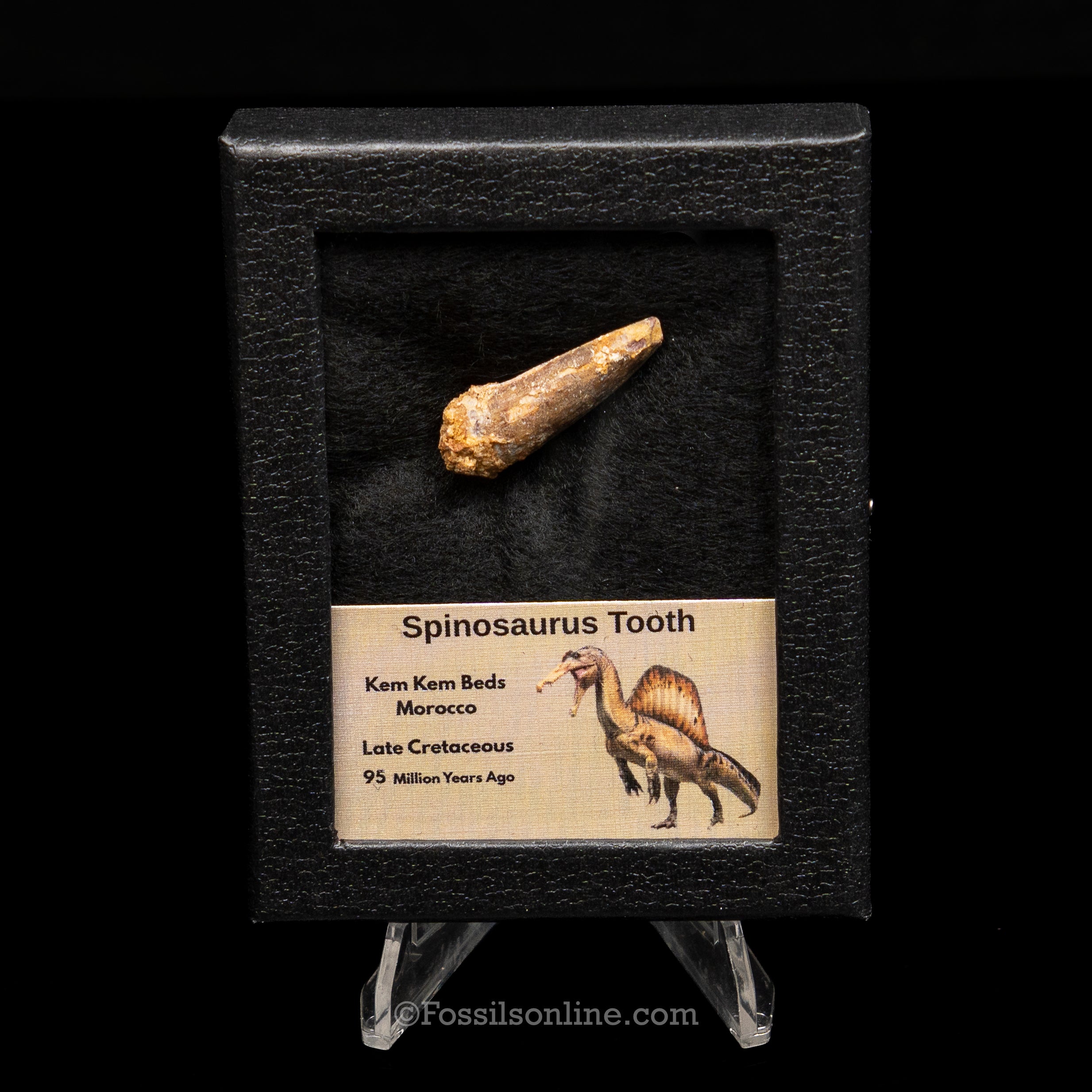 Spinosaurus Dinosaur Tooth Sm Case