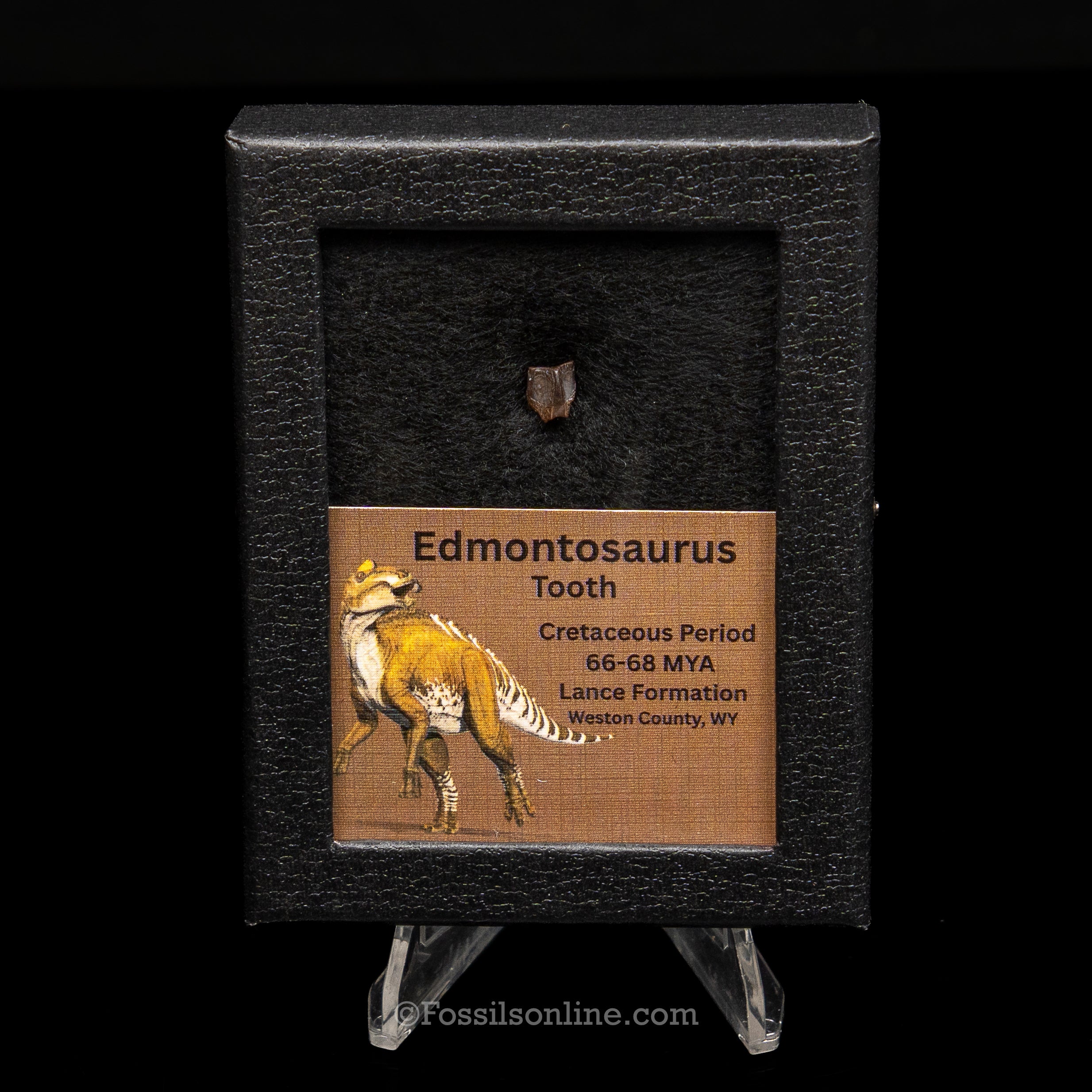 Edmontosaurus Tooth Sm Case