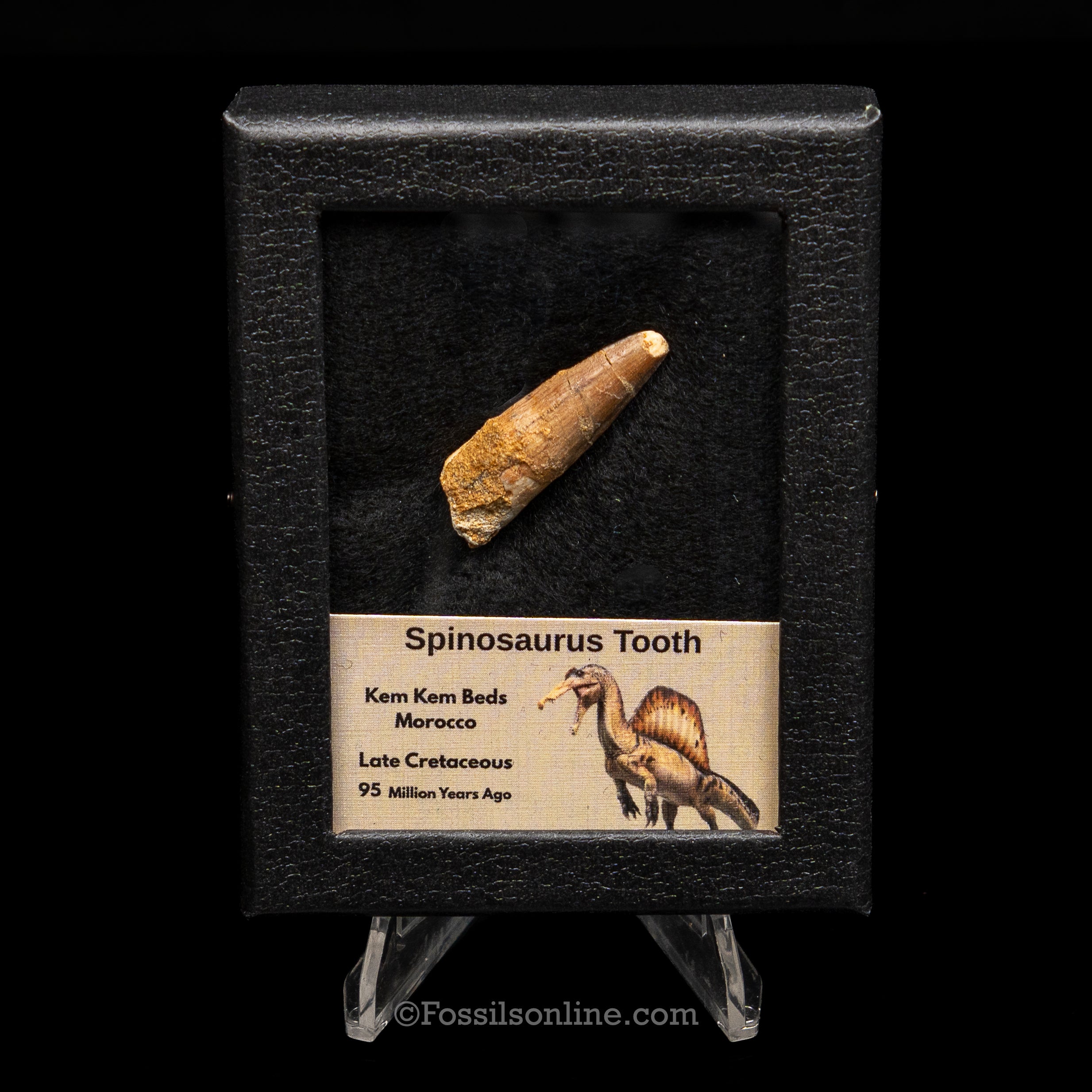 Spinosaurus Dinosaur Tooth Sm Case