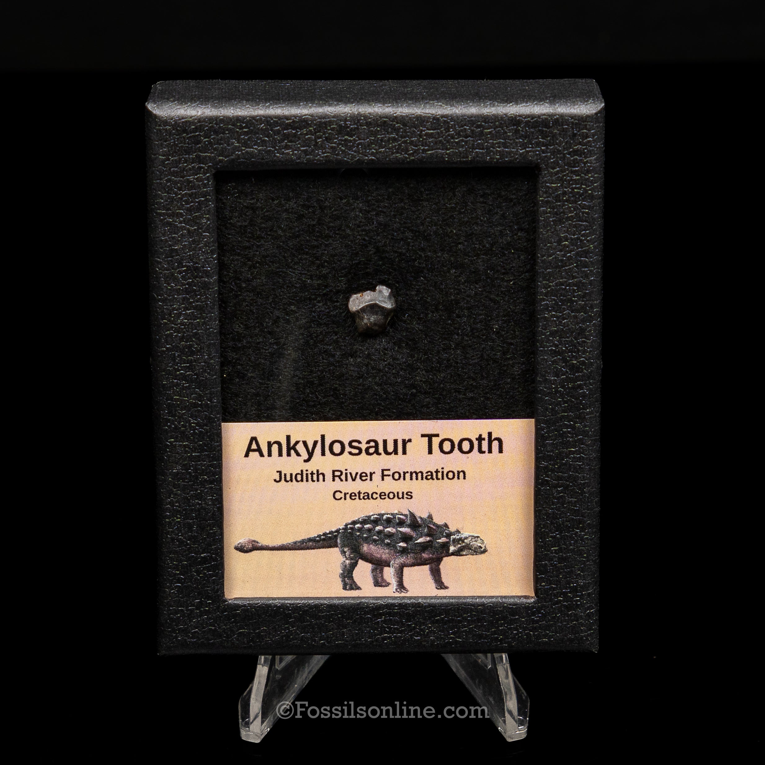 Ankylosaur Tooth In SM Display Case