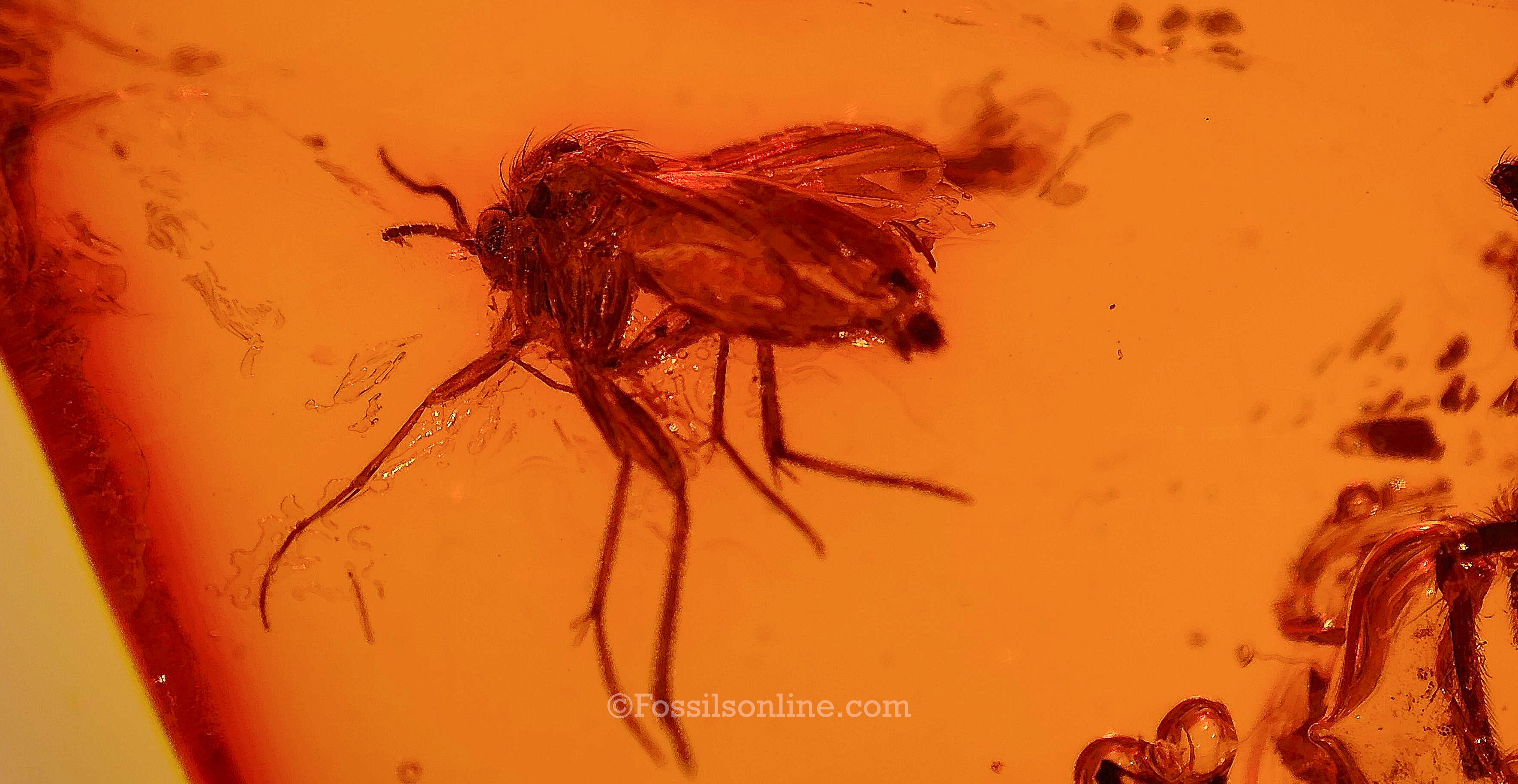 Dinosaur Age Amber with a Spider (Araneae), insects and wood bark