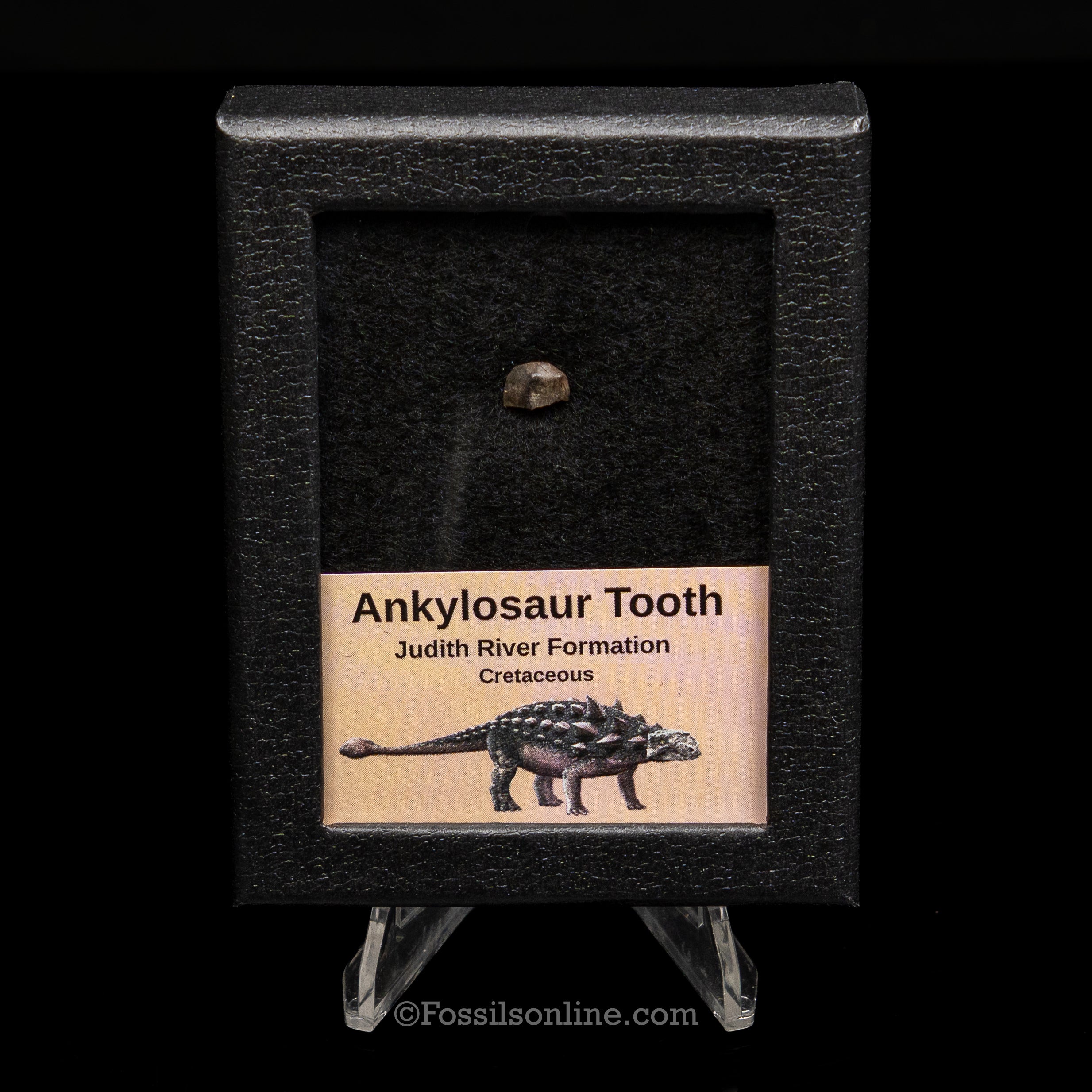 Ankylosaur Tooth In SM Display Case