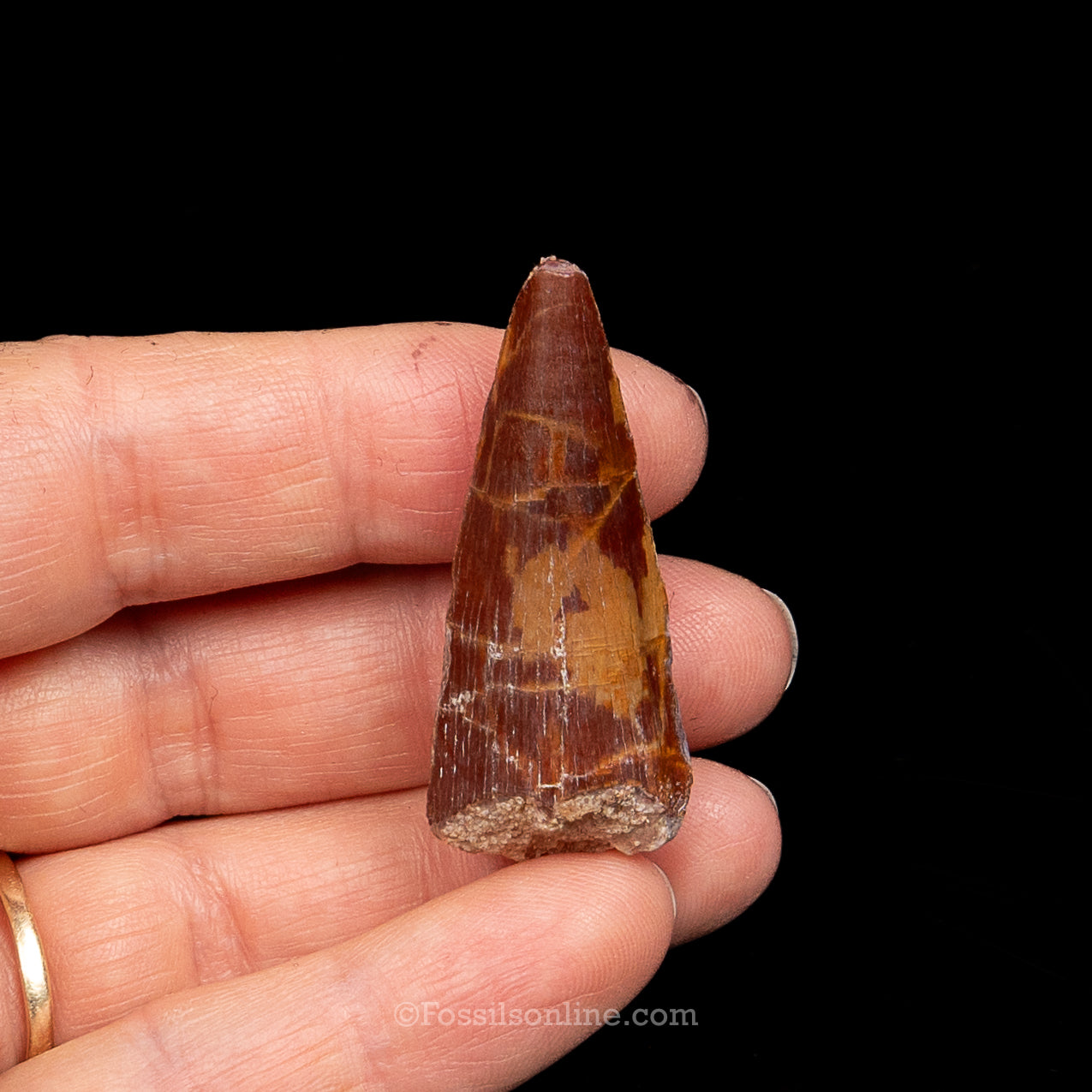 Premium Spinosaurus Dinosaur Tooth Sm Case