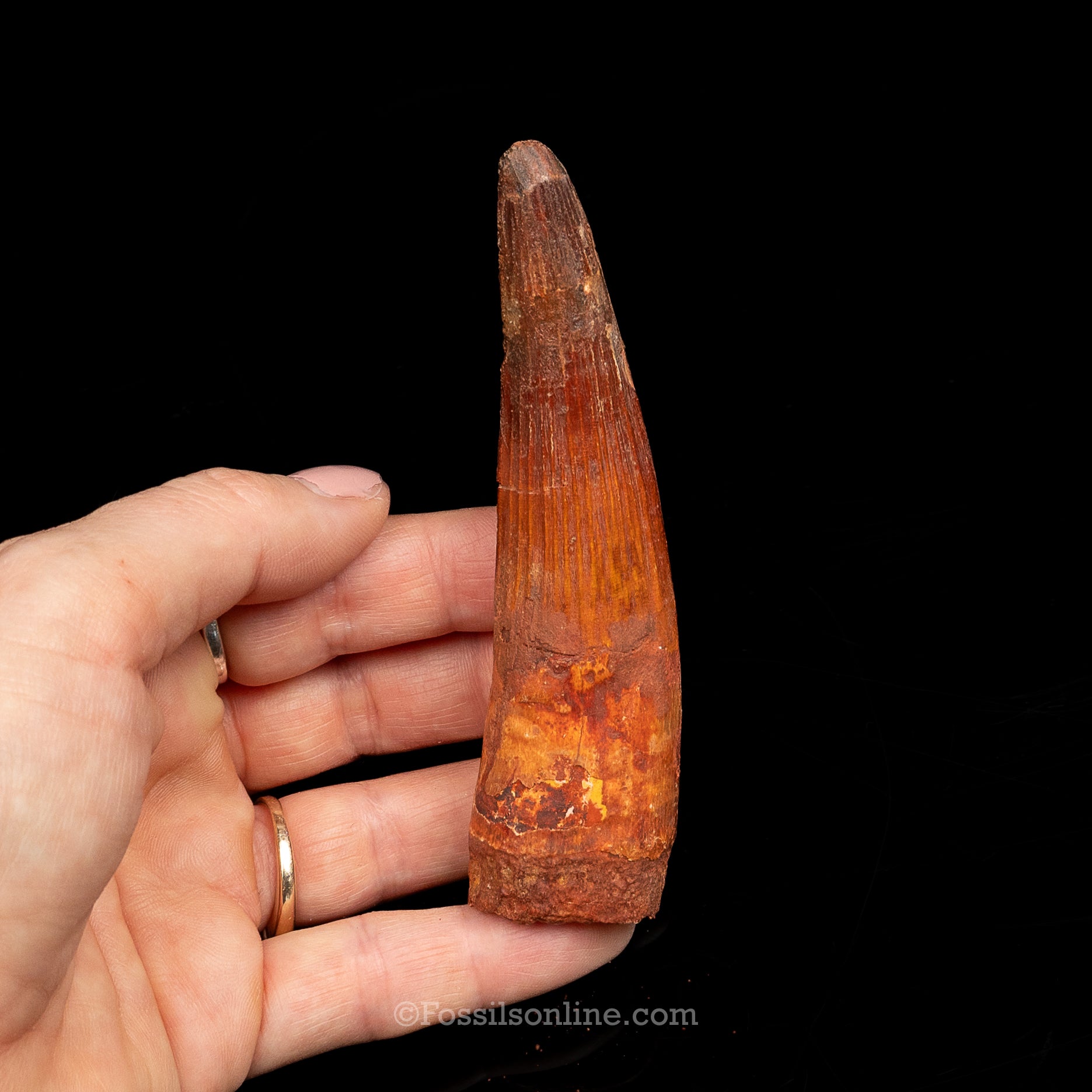 Spinosaurus Dinosaur Tooth Lg Case