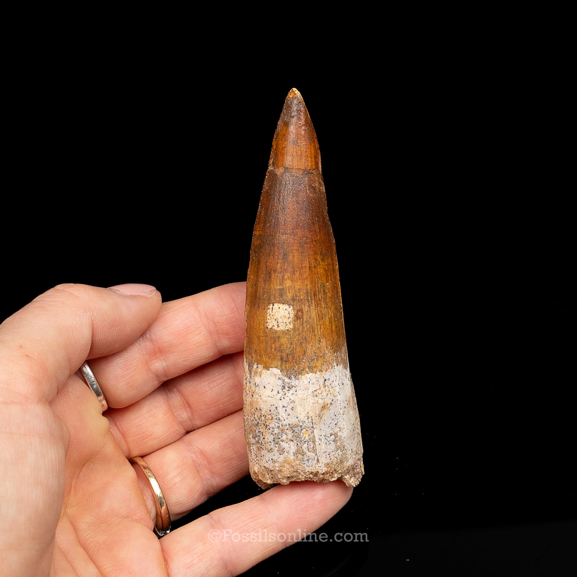 Spinosaurus Dinosaur Tooth Lg Case