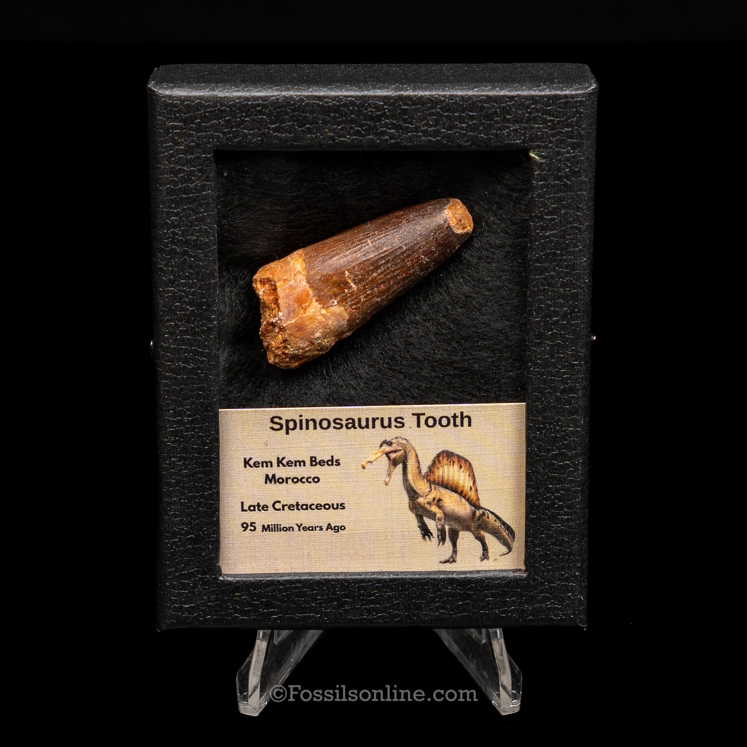 Spinosaurus Dinosaur Tooth Sm Case