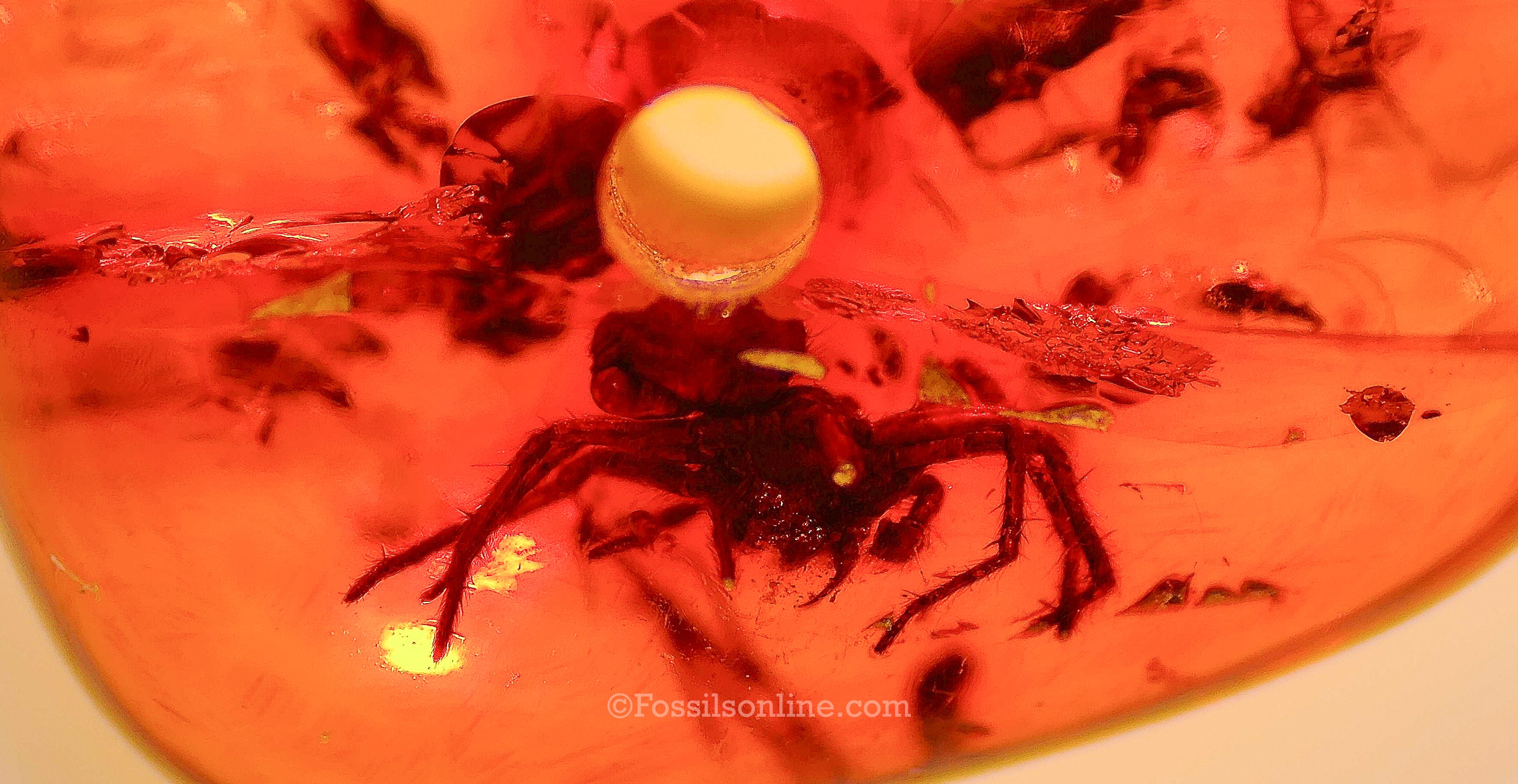 Dinosaur Age Amber with a Spider (Araneae)