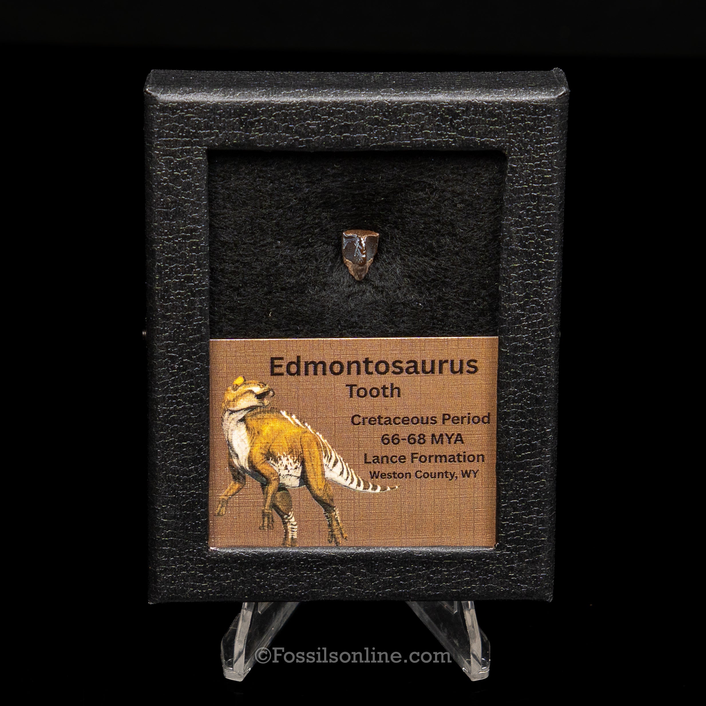 Edmontosaurus Tooth Sm Case