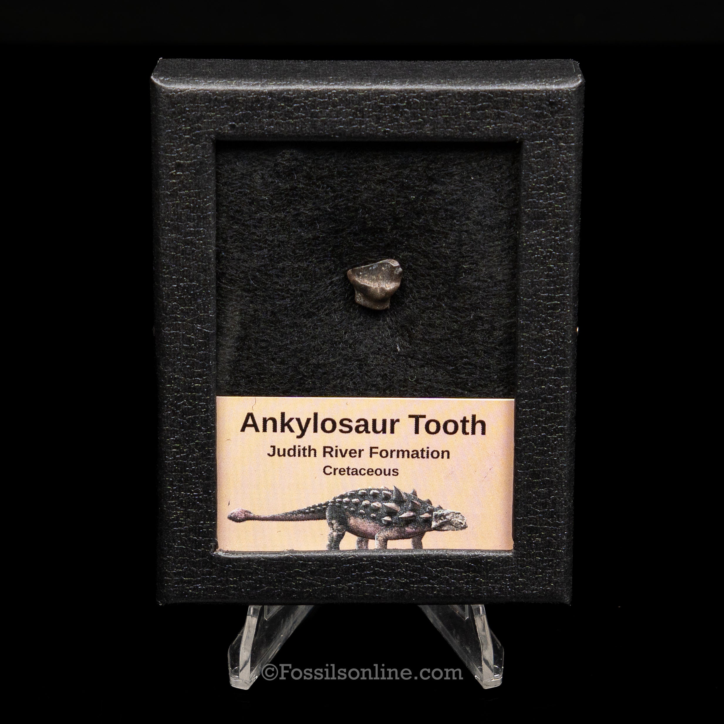 Ankylosaur Tooth In SM Display Case