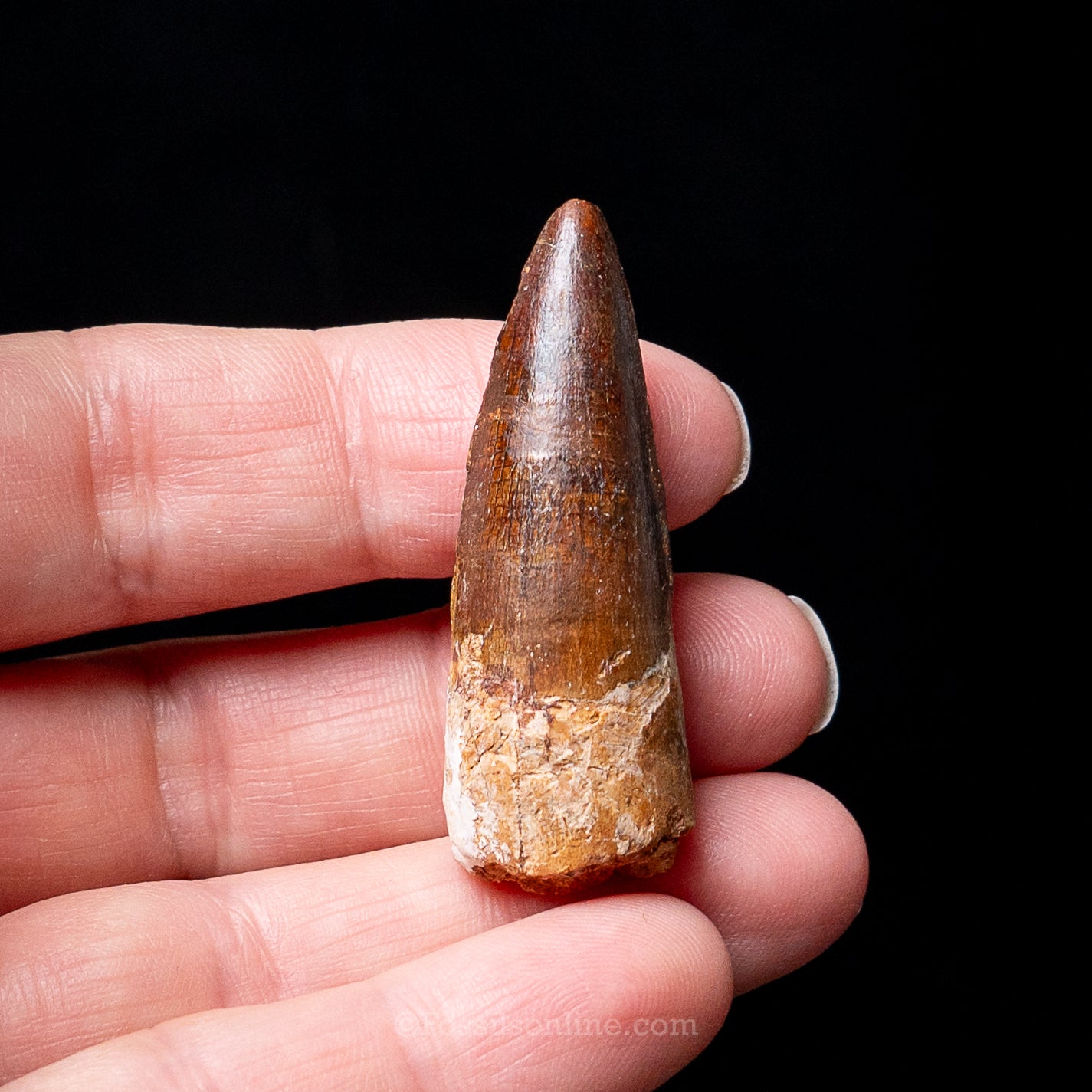 Premium Spinosaurus Dinosaur Tooth Sm Case