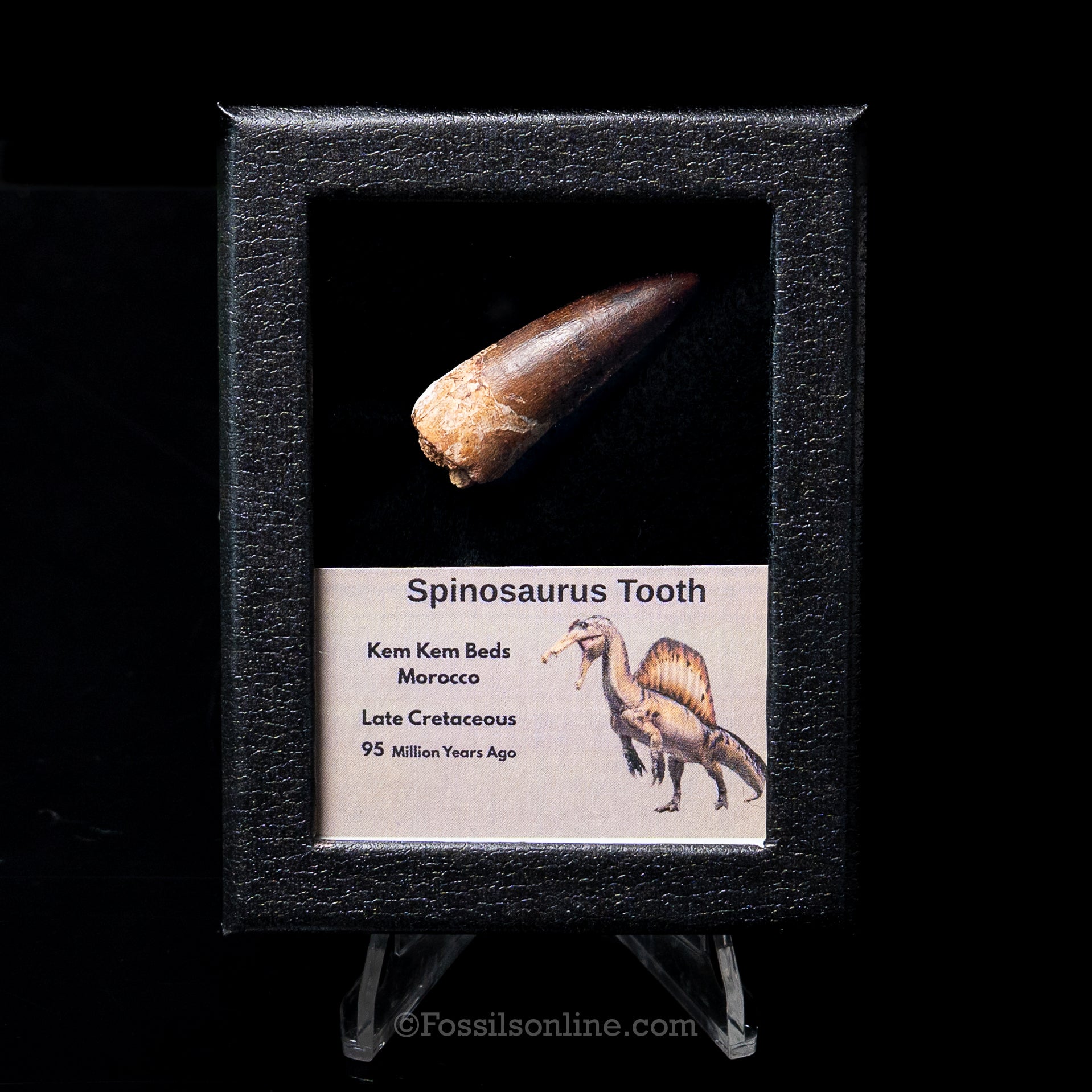 Premium Spinosaurus Dinosaur Tooth Sm Case