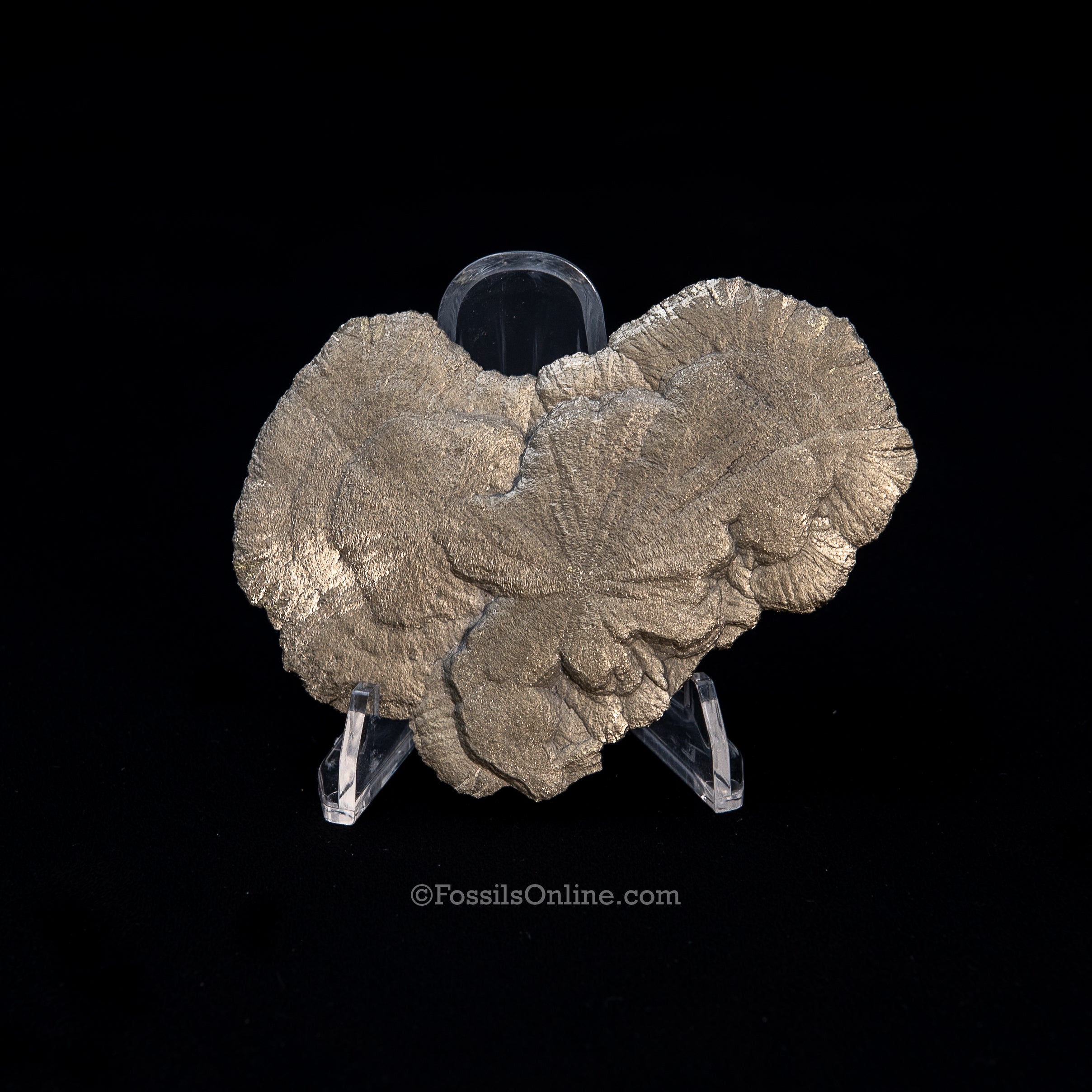 Pyrite Sun / Miner's Dollar 3.65"