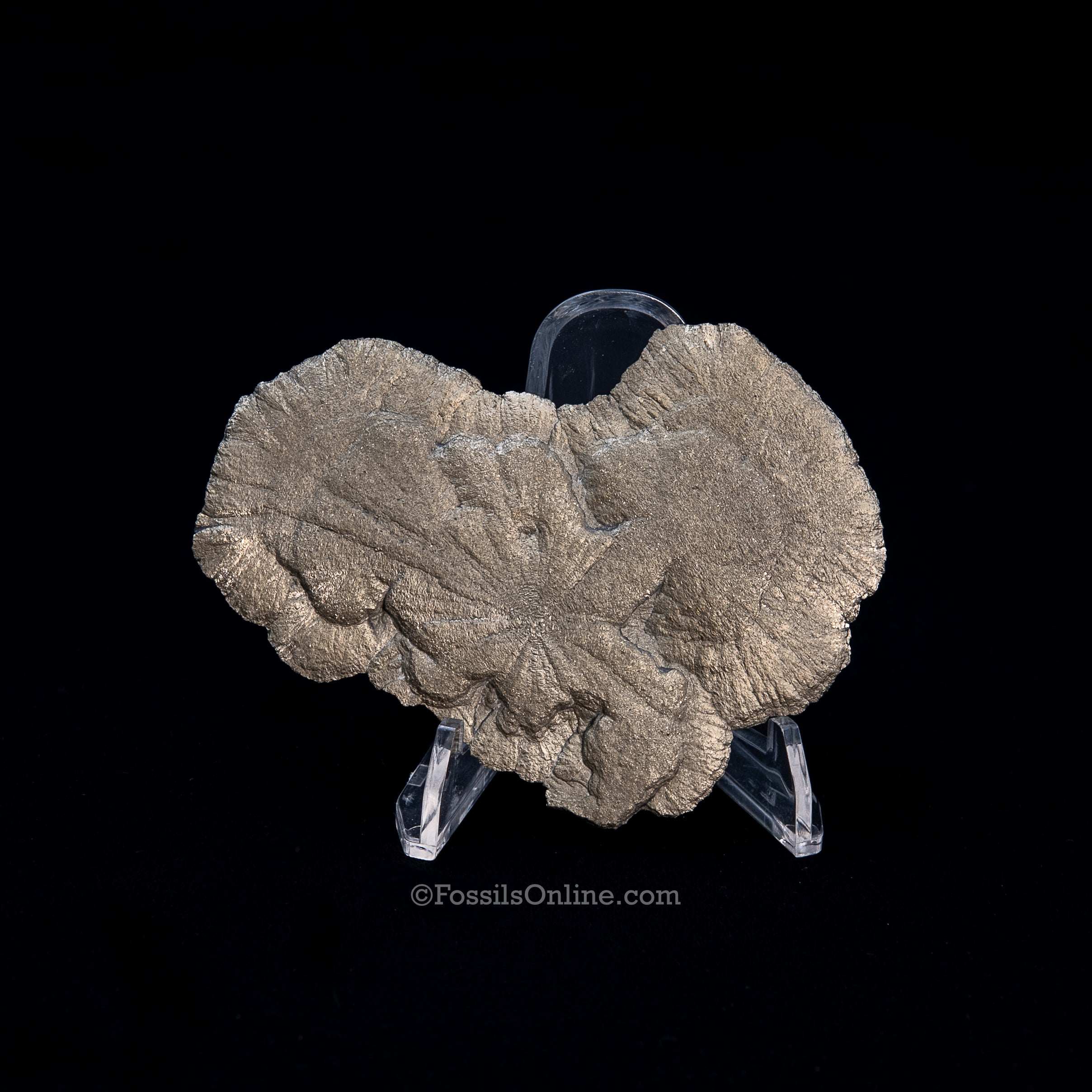 Pyrite Sun / Miner's Dollar 3.65"