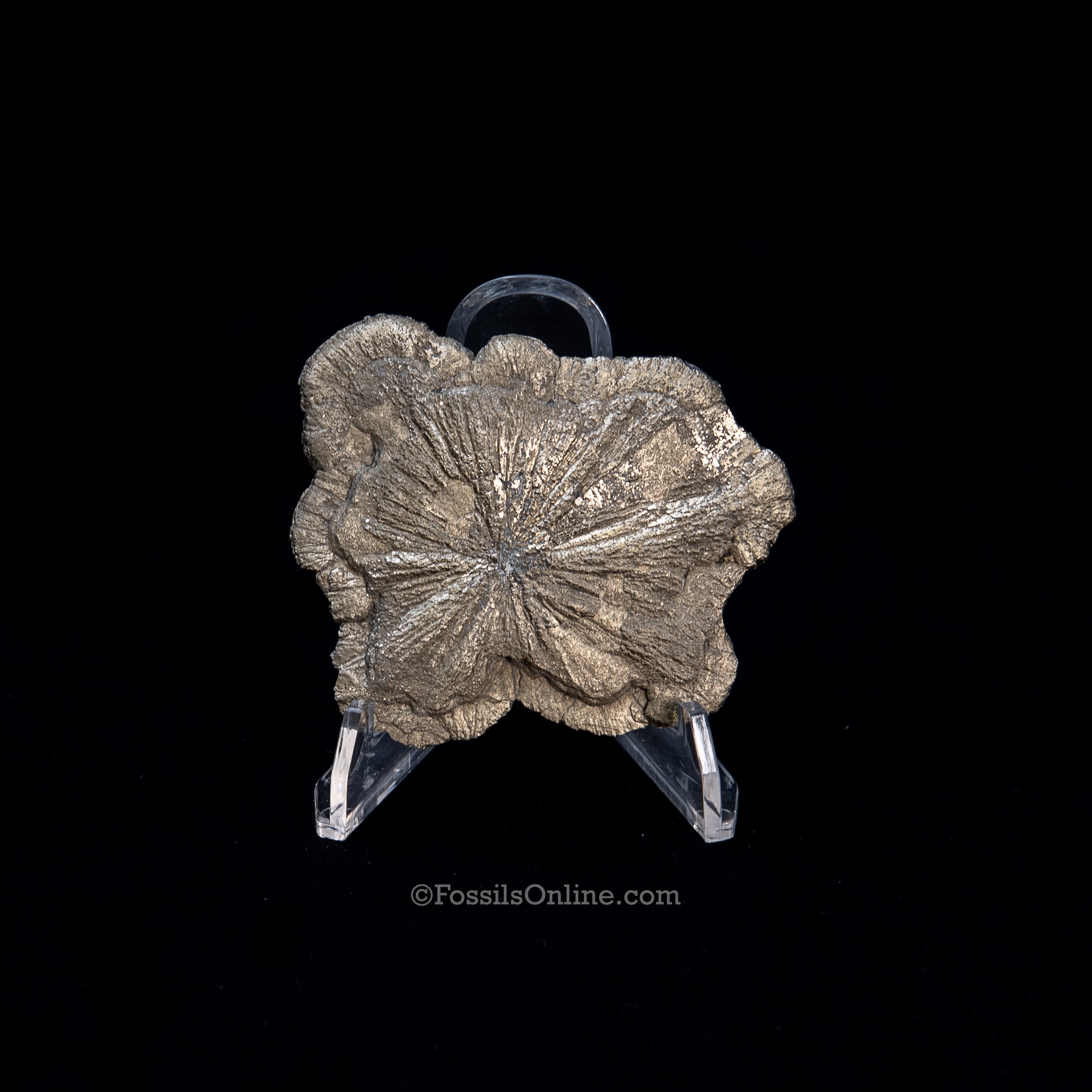 Pyrite Sun / Miner's Dollar 2.70"