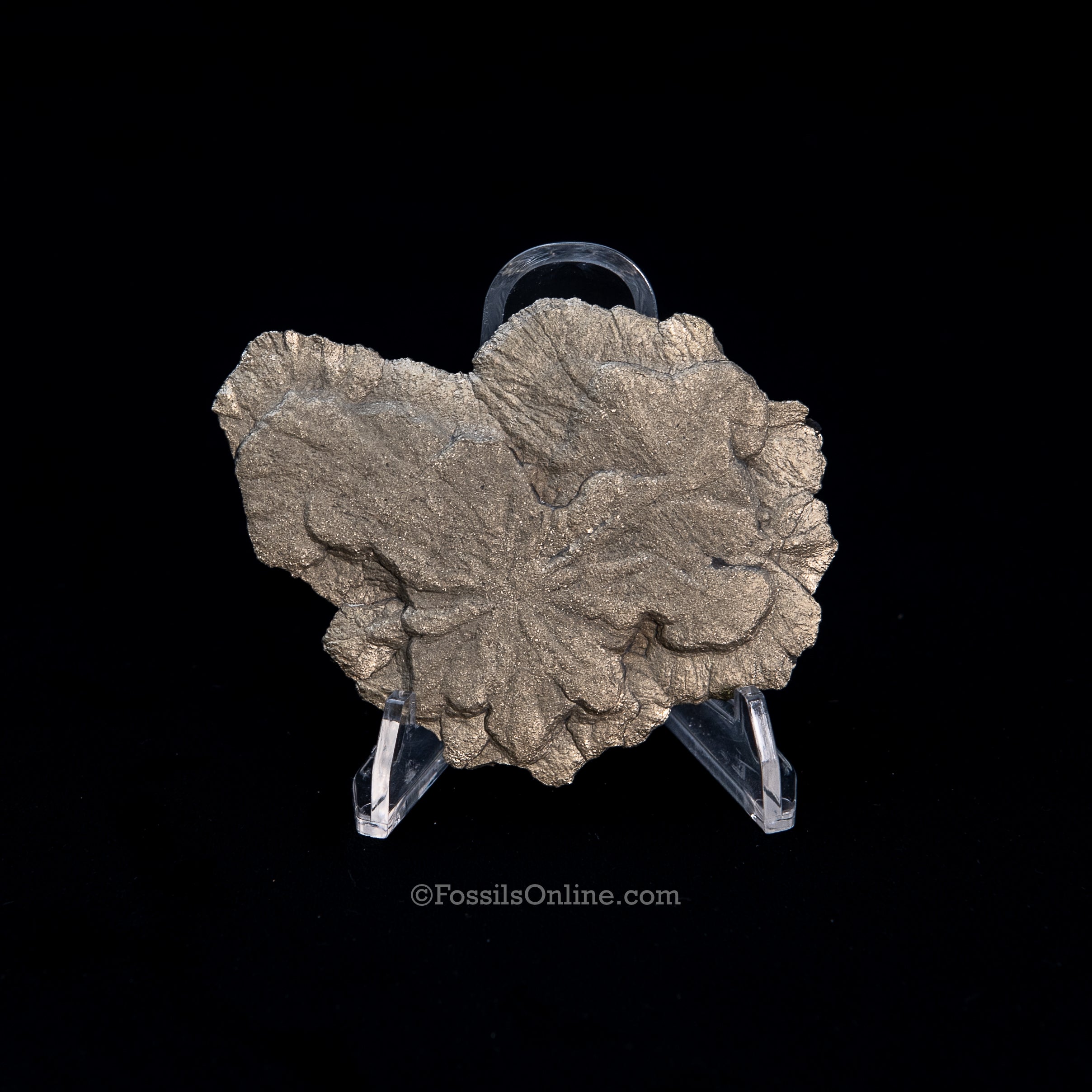 Pyrite Sun / Miner's Dollar 3.30"