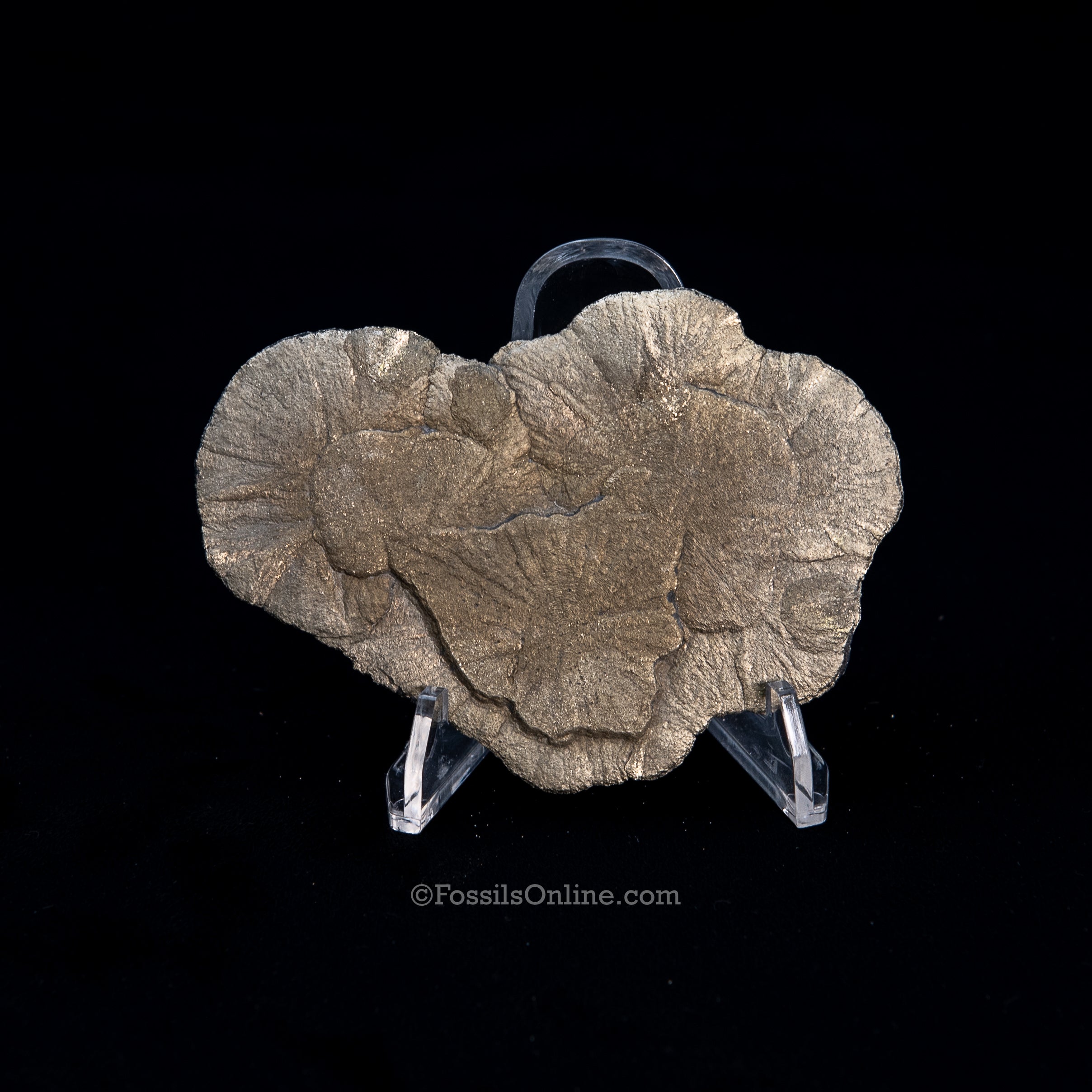 Pyrite Sun / Miner's Dollar 3.58"