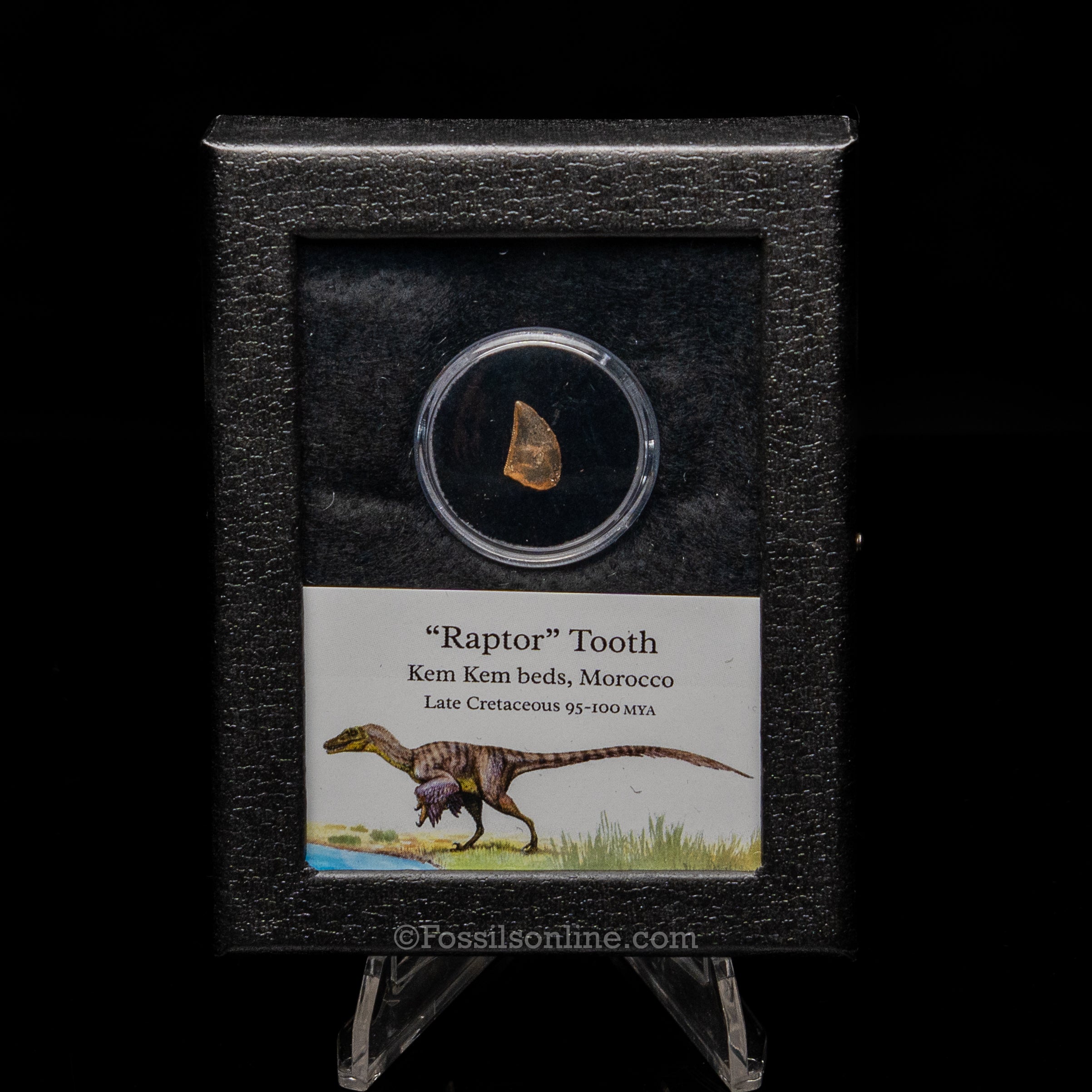 Theropod Dinosaur Tooth "Raptor" in a sm display case