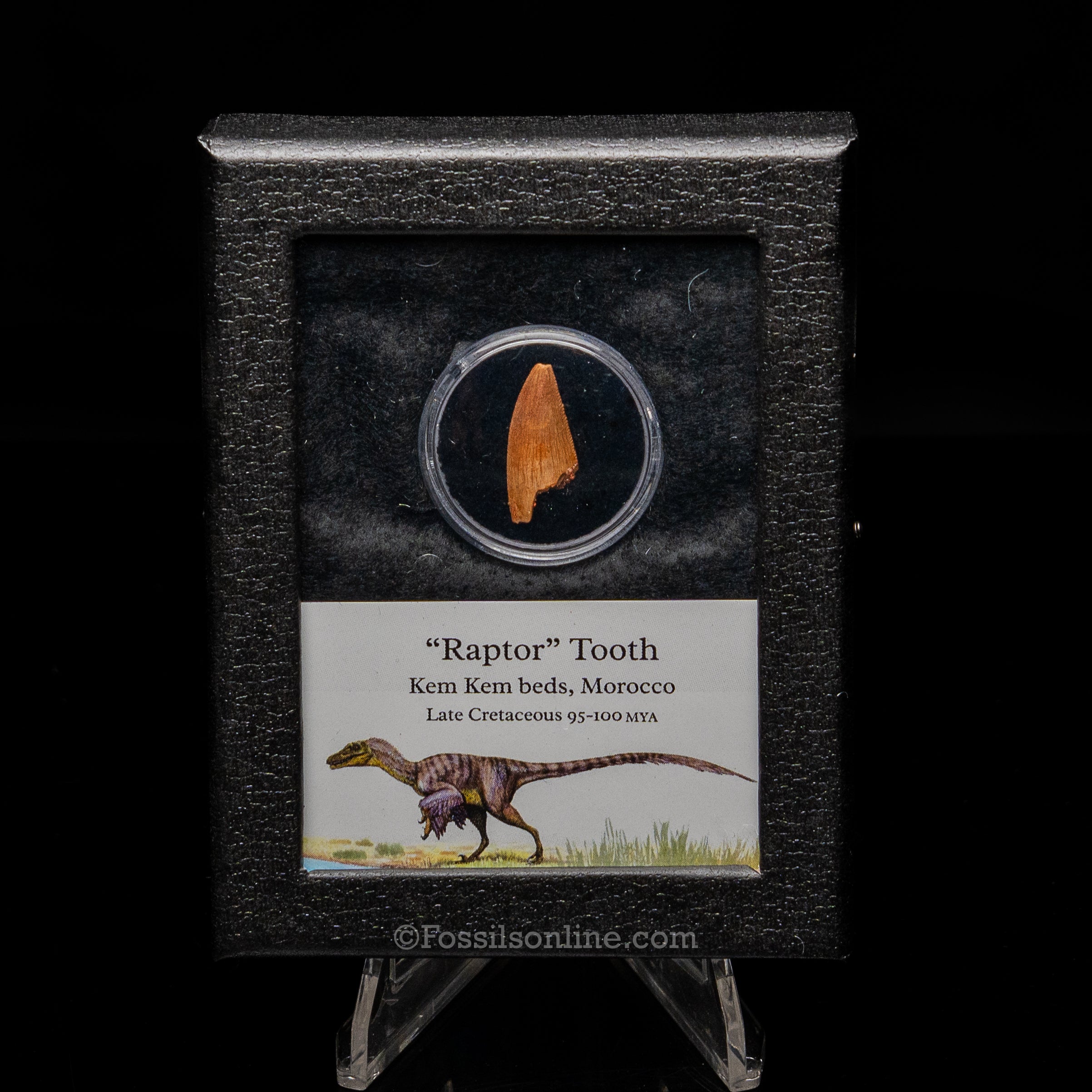 Theropod Dinosaur Tooth "Raptor" in a sm display case