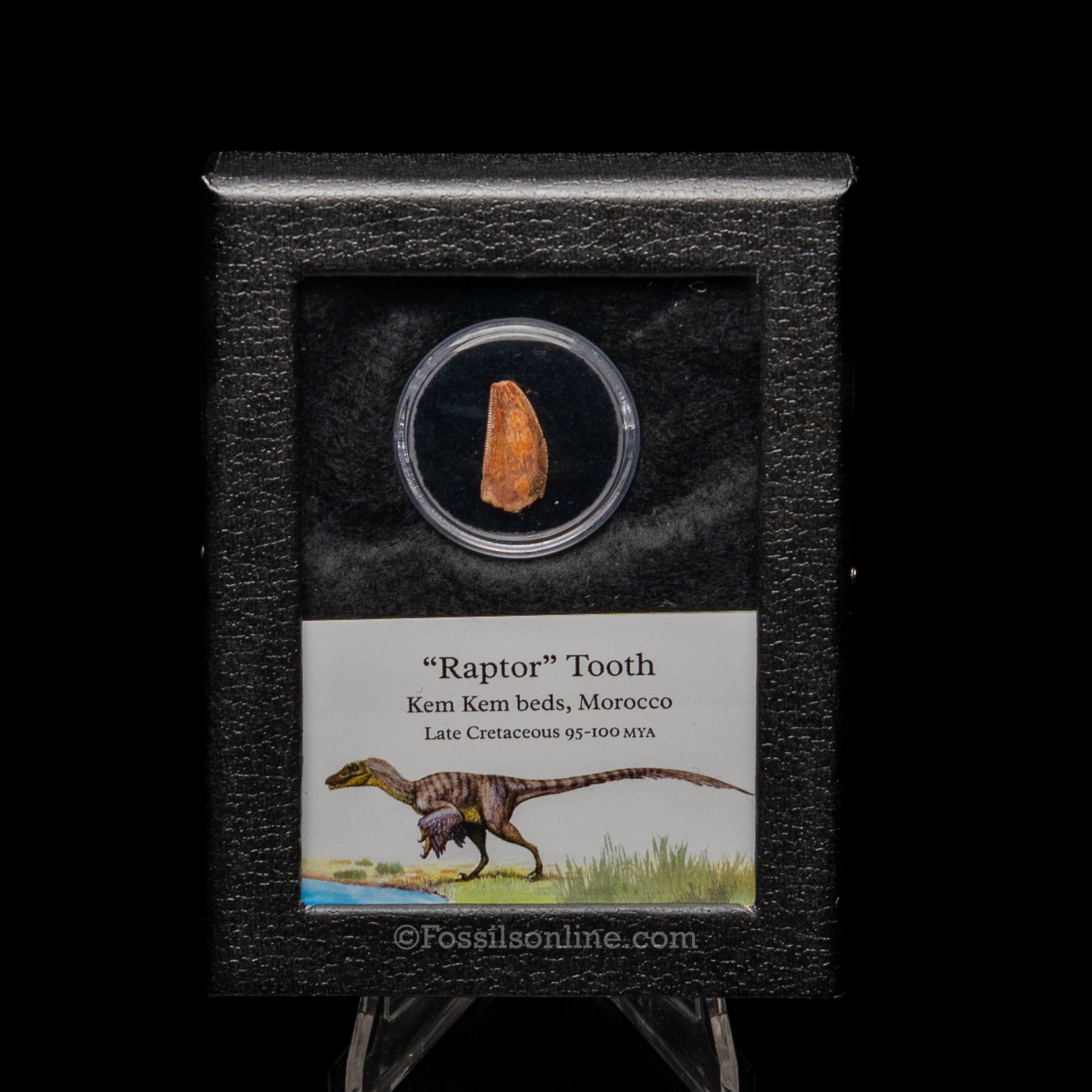 Theropod Dinosaur Tooth "Raptor" in a sm display case