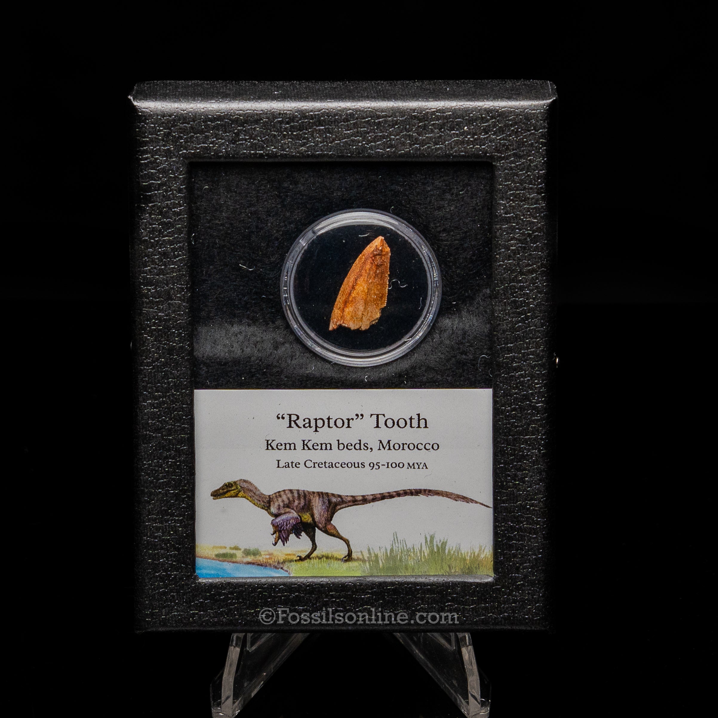 Theropod Dinosaur Tooth "Raptor" in a sm display case