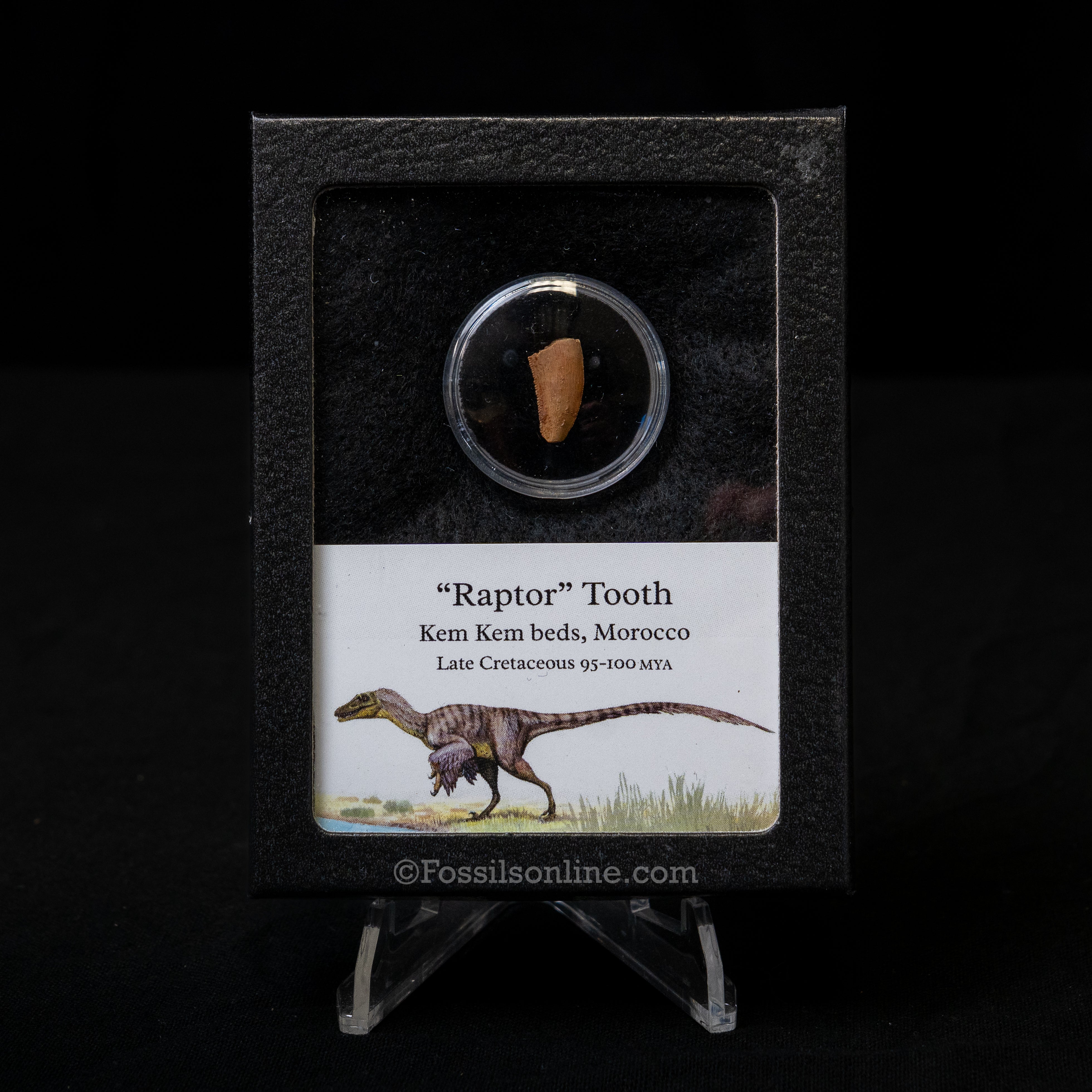 Theropod Dinosaur Tooth "Raptor" in a sm display case