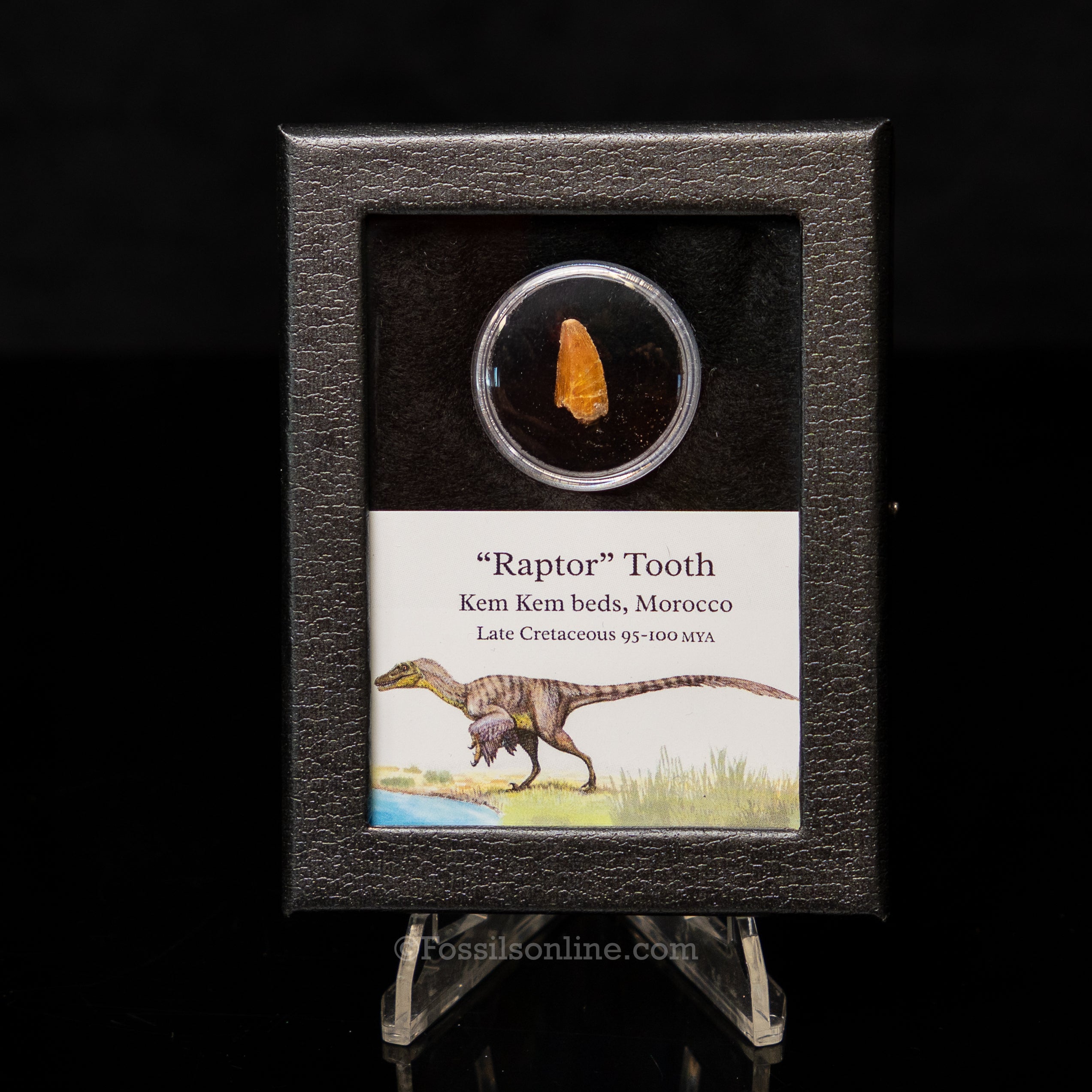 Theropod Dinosaur Tooth "Raptor" in a sm display case