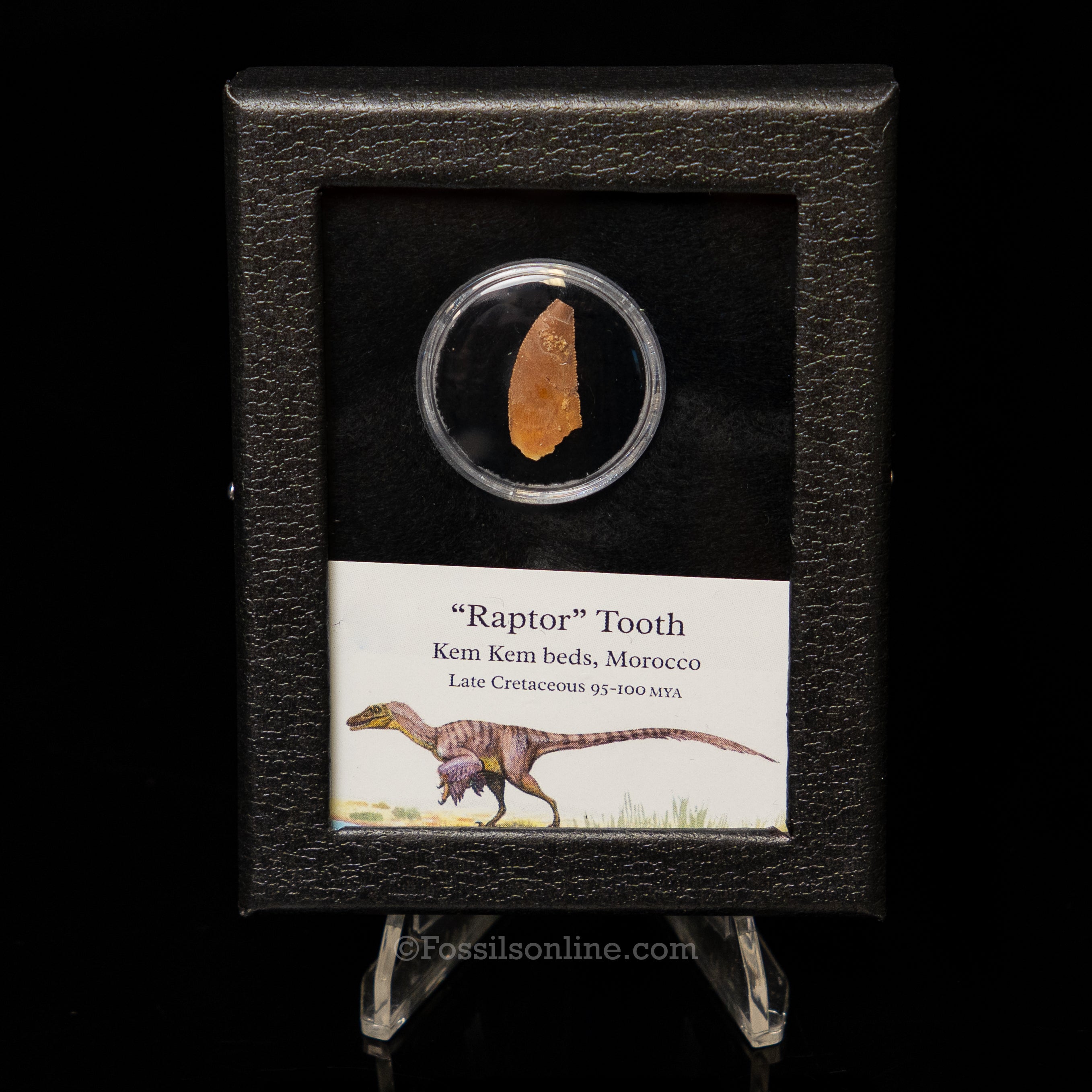 Theropod Dinosaur Tooth "Raptor" in a sm display case
