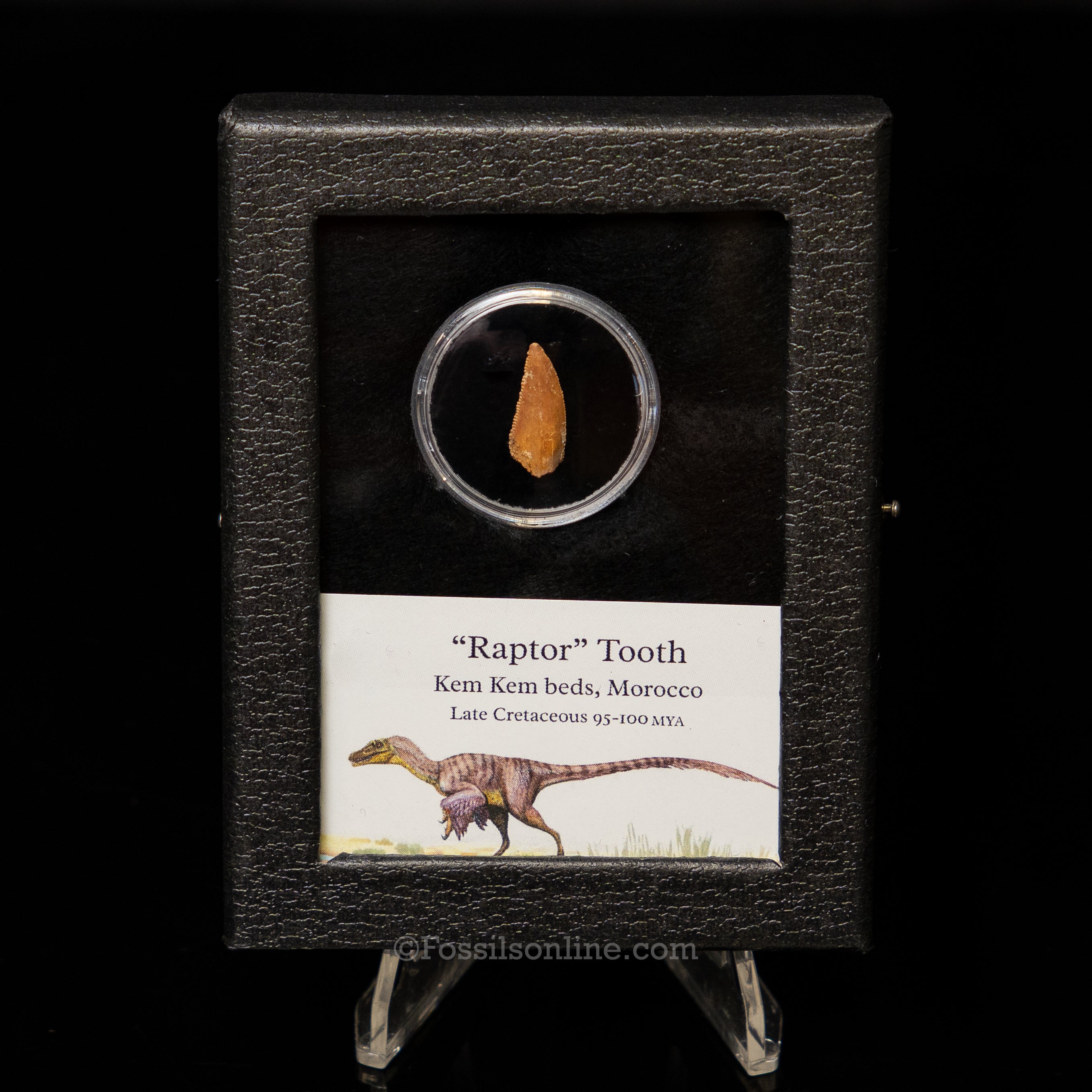Theropod Dinosaur Tooth "Raptor" in a sm display case