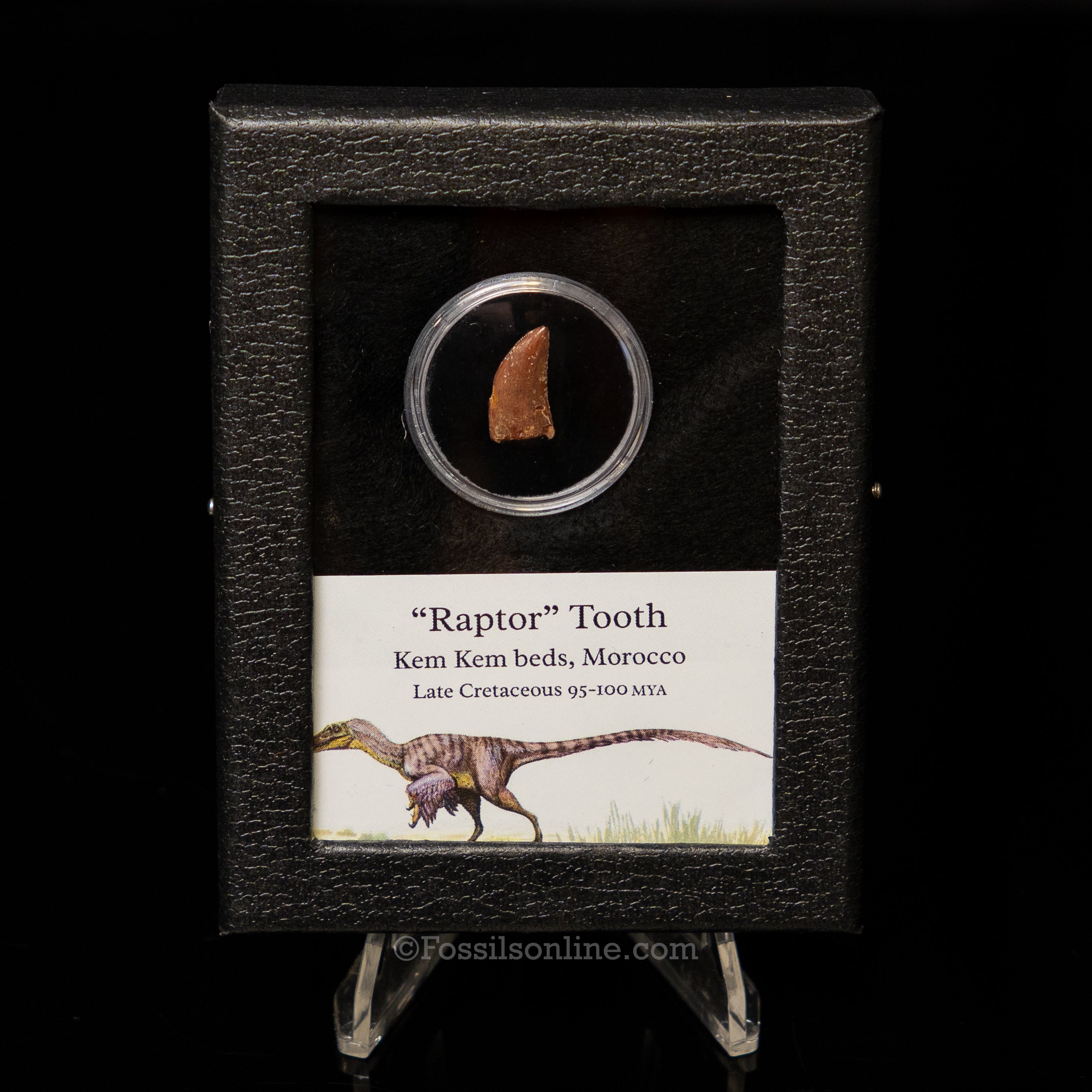 Theropod Dinosaur Tooth "Raptor" in a sm display case
