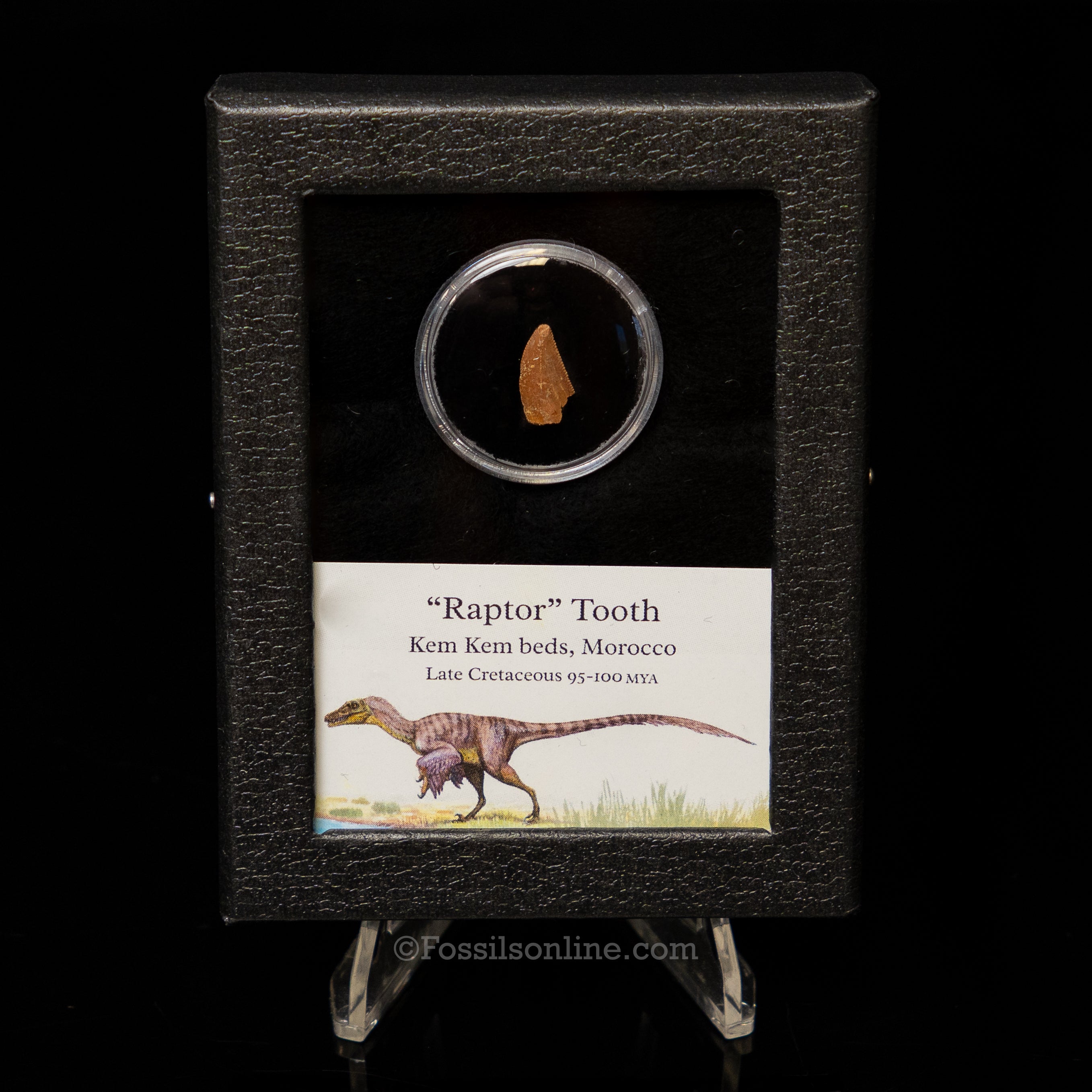Theropod Dinosaur Tooth "Raptor" in a sm display case
