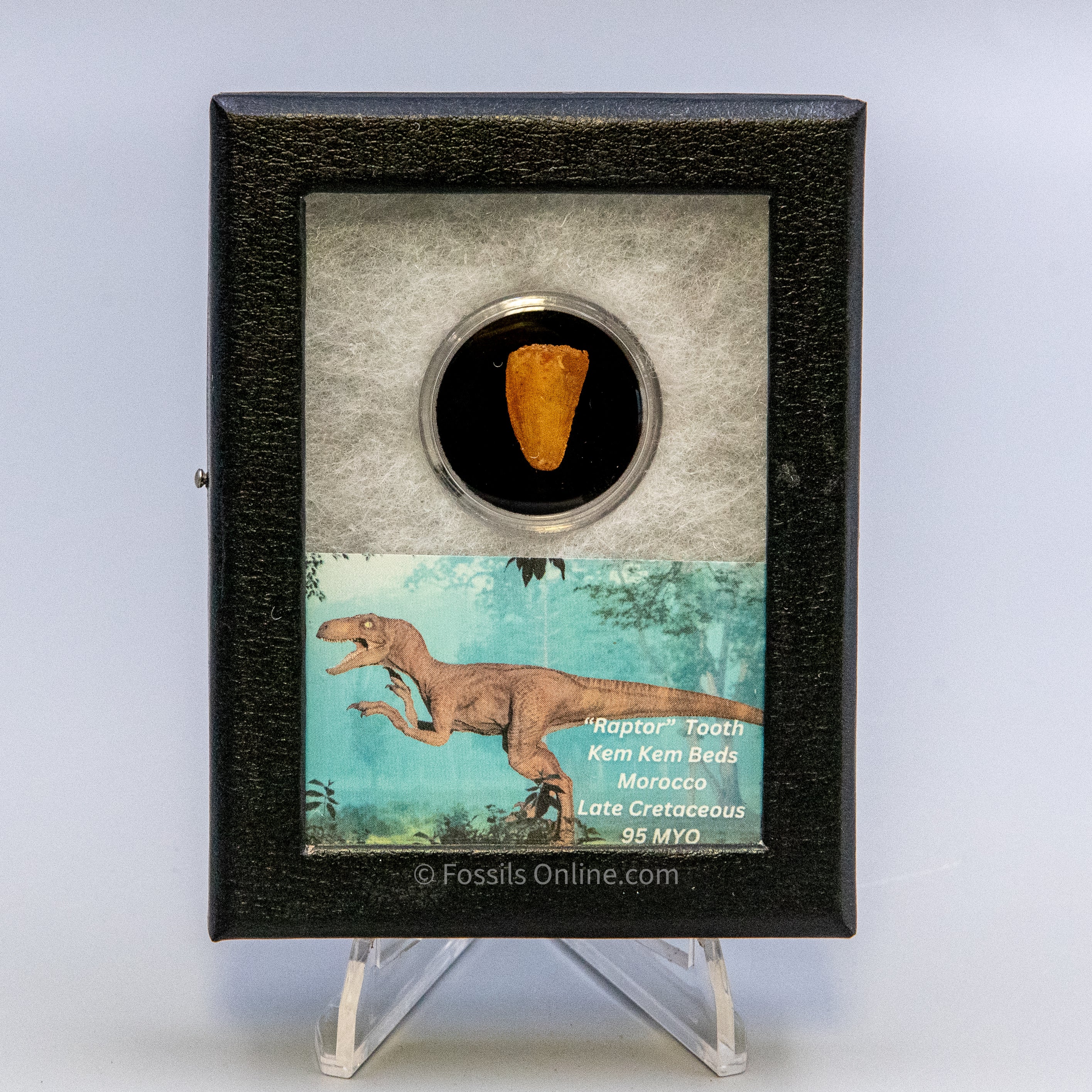 Theropod Dinosaur Tooth "Raptor" in a sm display case