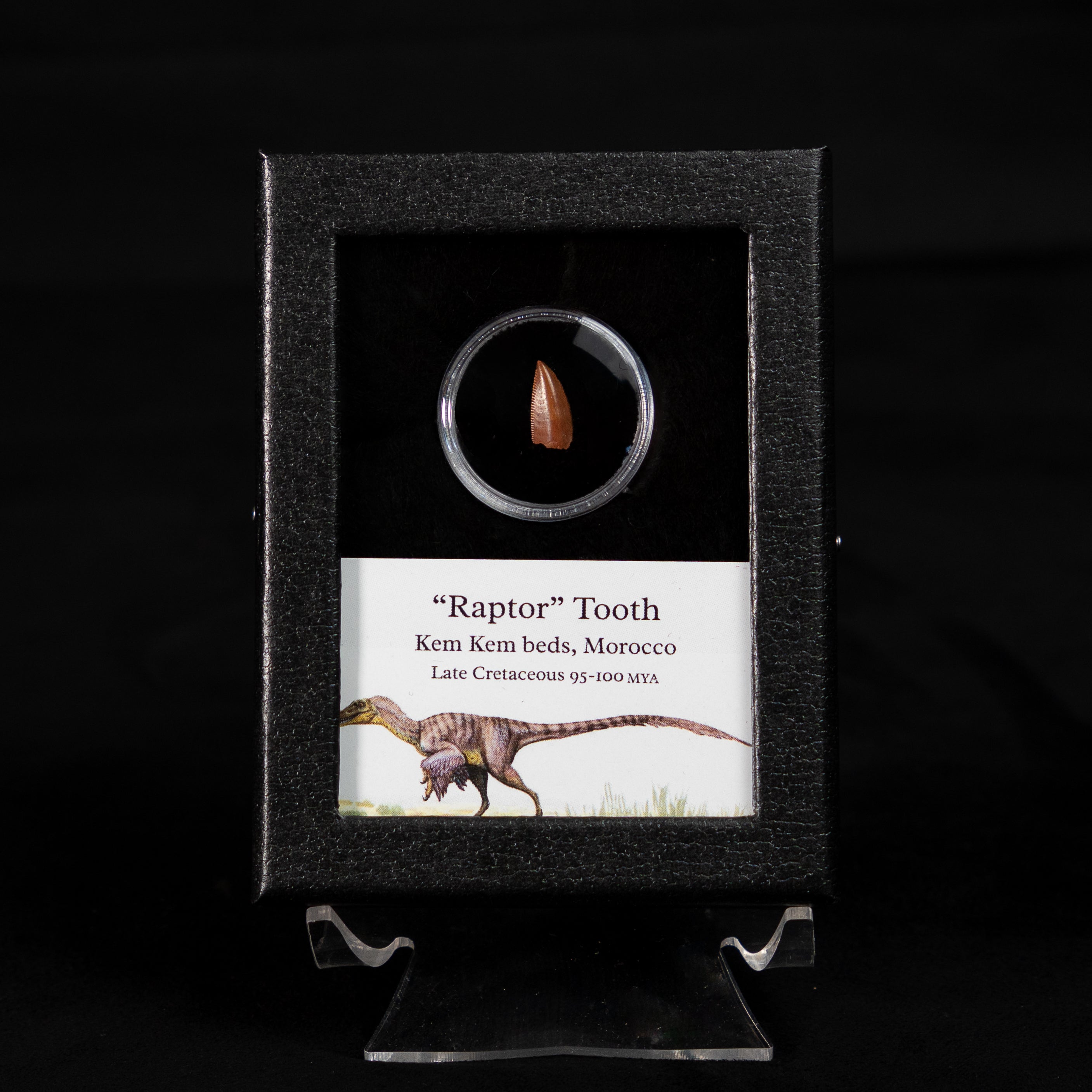 Fossilized raptor tooth in a display case with descriptive label on a black background