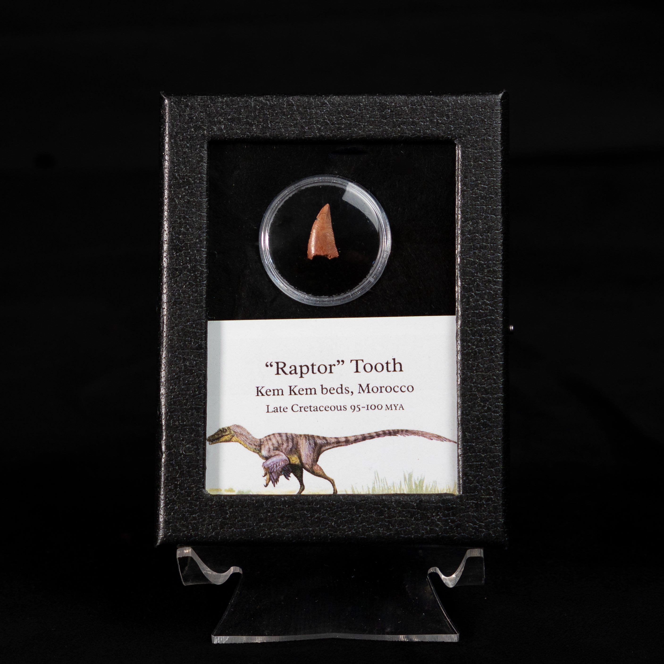 Theropod Dinosaur Tooth "Raptor" in a sm display case