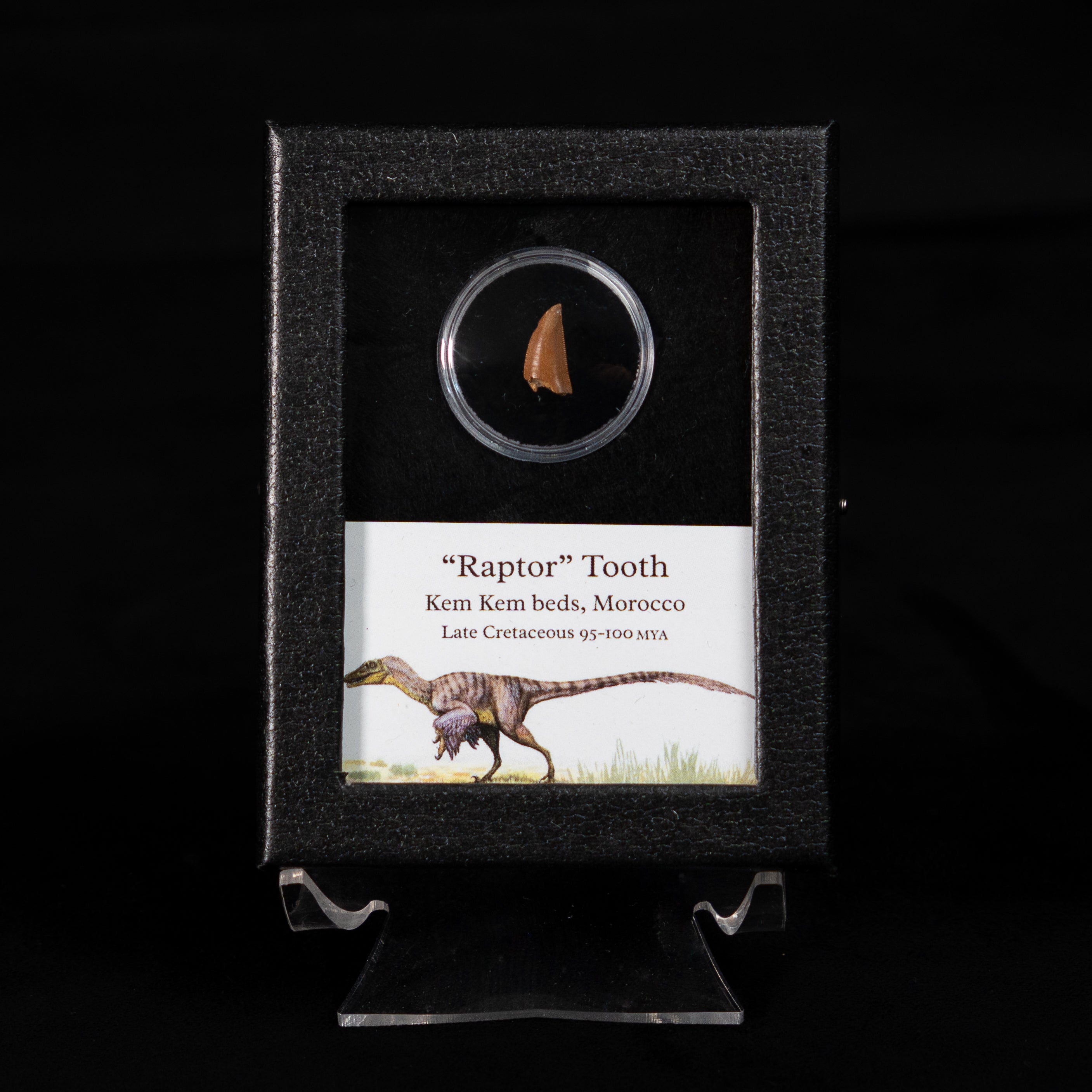 Theropod Dinosaur Tooth "Raptor" in a sm display case