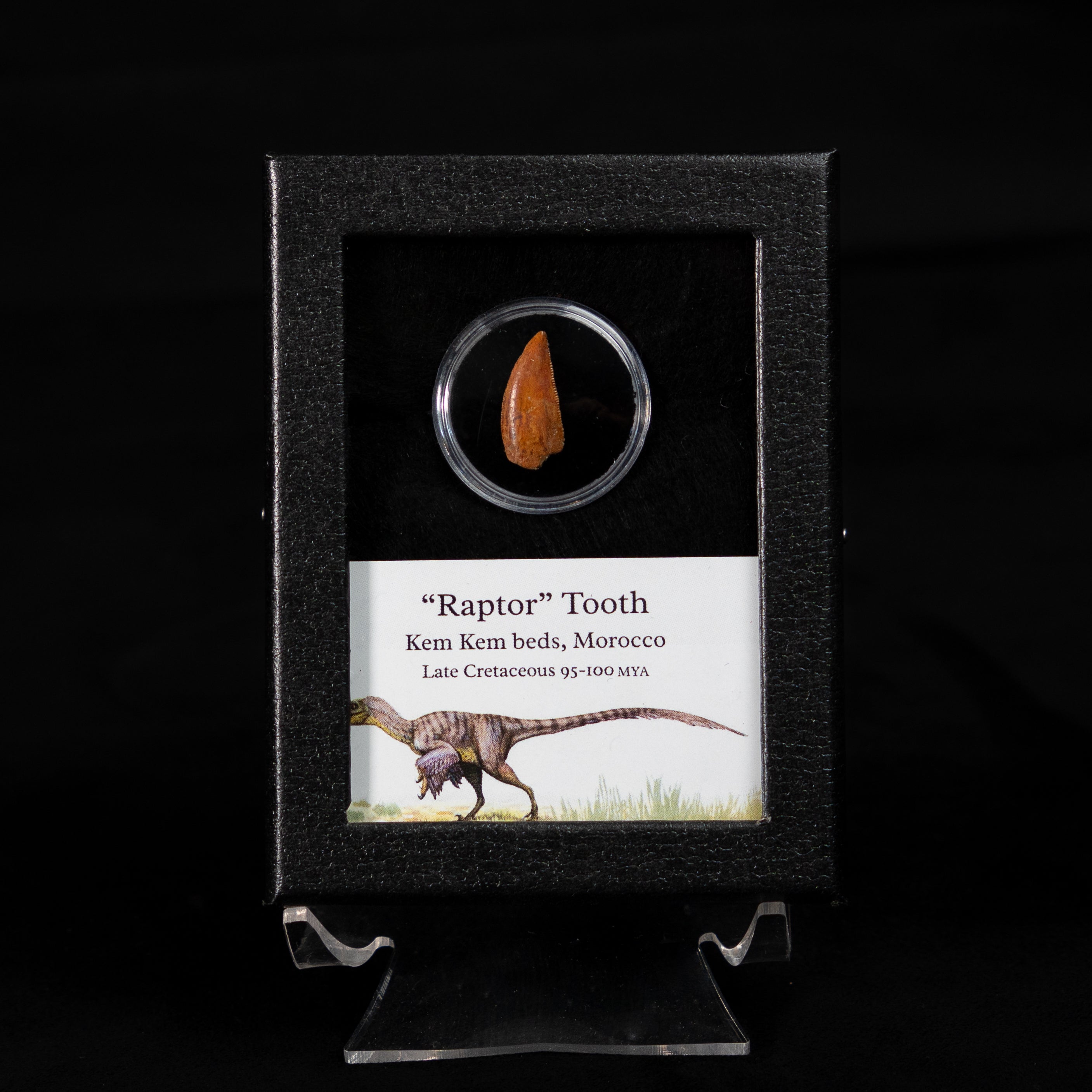 Theropod Dinosaur Tooth "Raptor" in a sm display case
