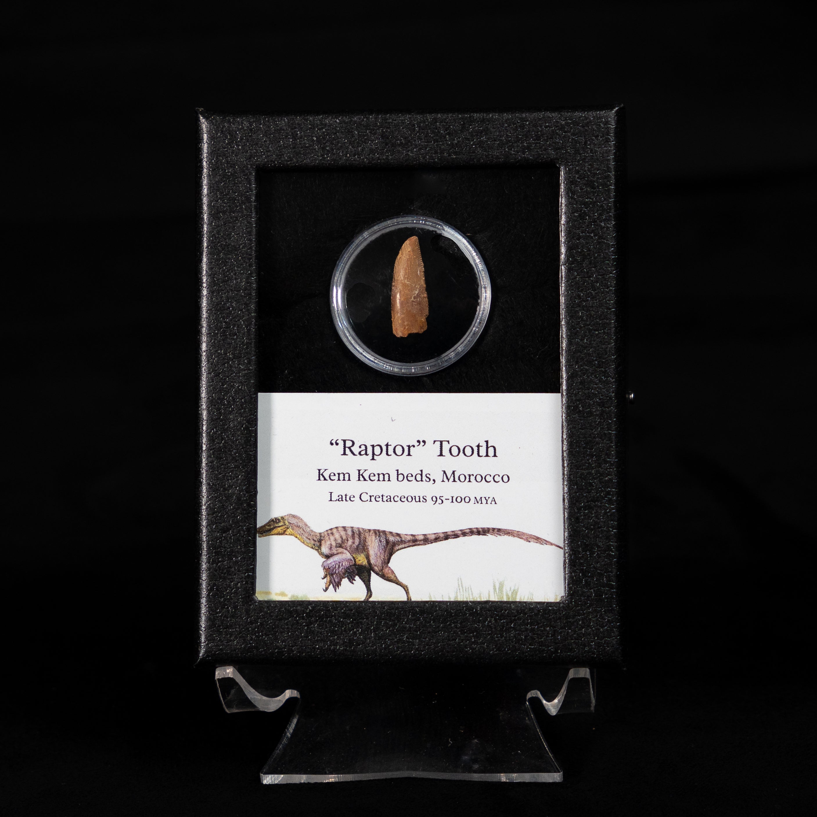 Theropod Dinosaur Tooth "Raptor" in a sm display case